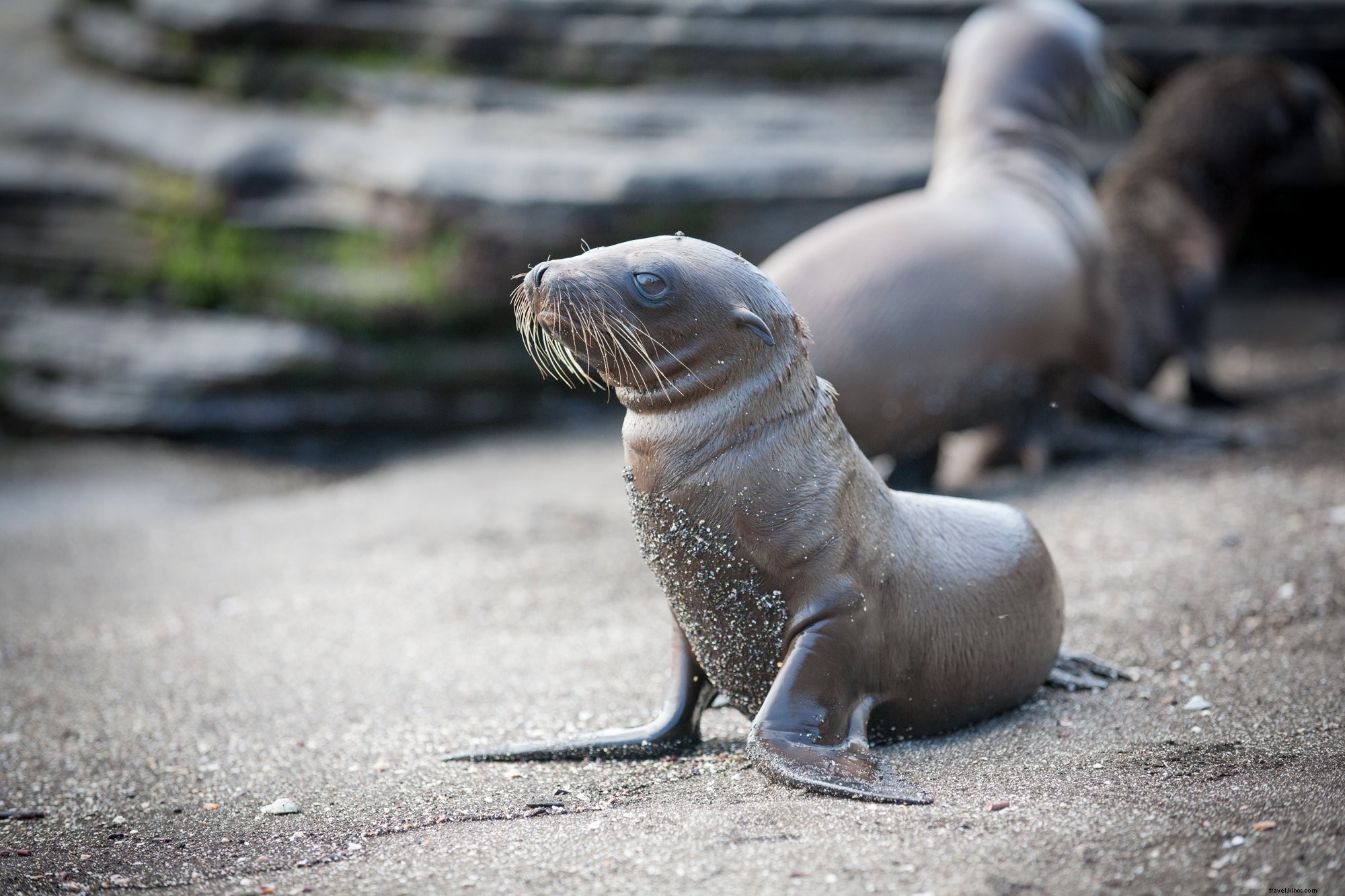 Adorable Little Sea Lion Lounging on Sunny Beach – Stunning Wildlife Photo