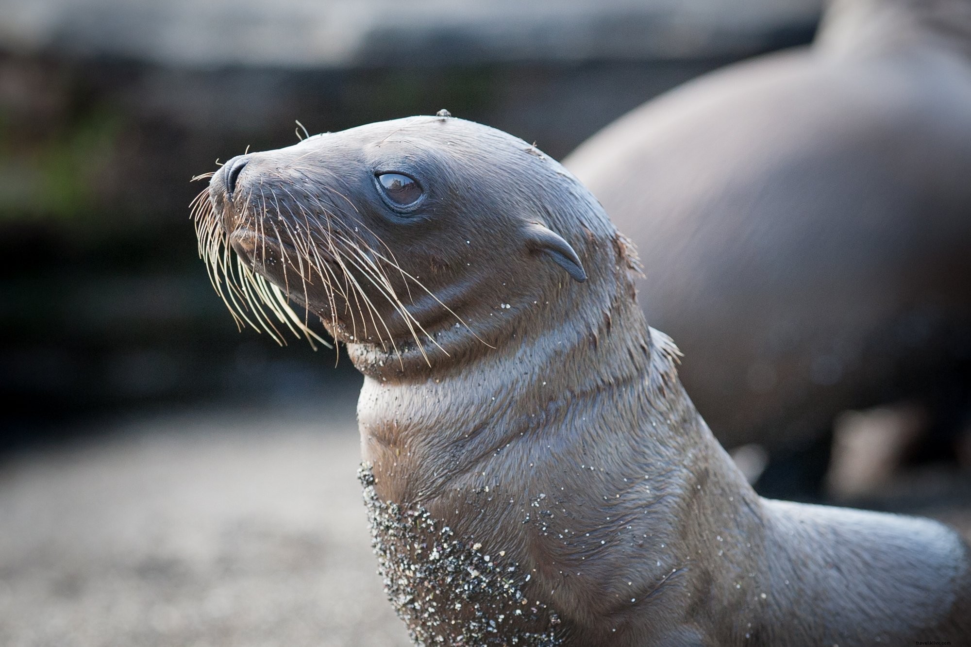 Adorable Little Sea Lion: Captivating Wildlife Photo