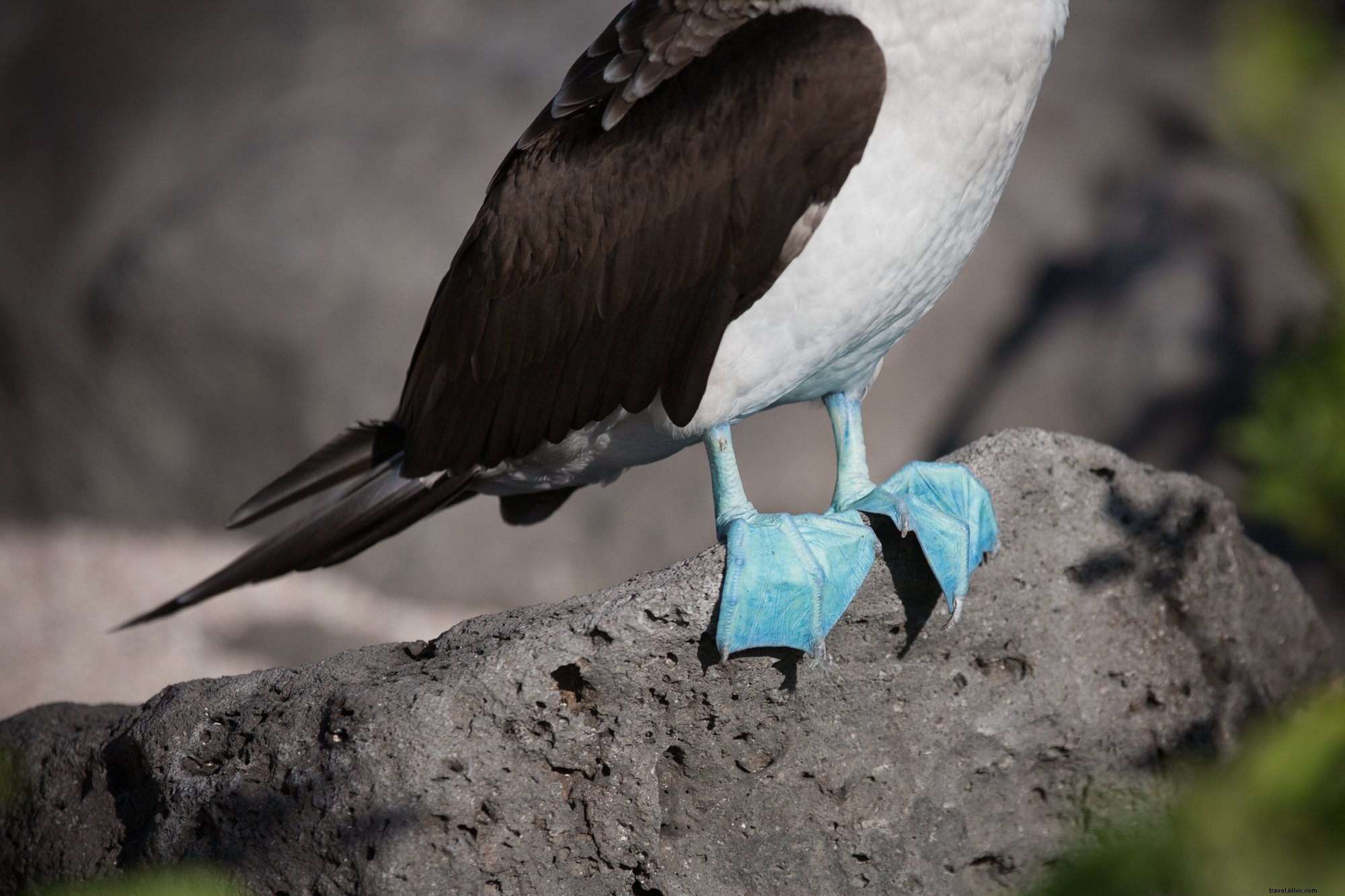 Stunning Close-Up: Blue-Footed Booby s Vibrant Blue Feet