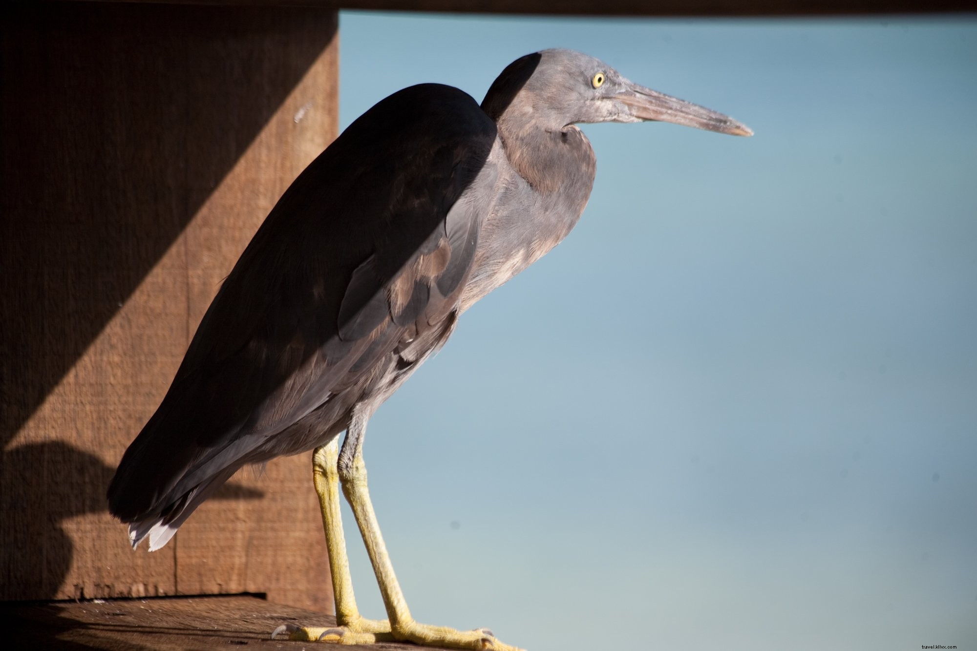 Stunning Pacific Reef Heron Photo: Majestic Sea Bird in Natural Habitat