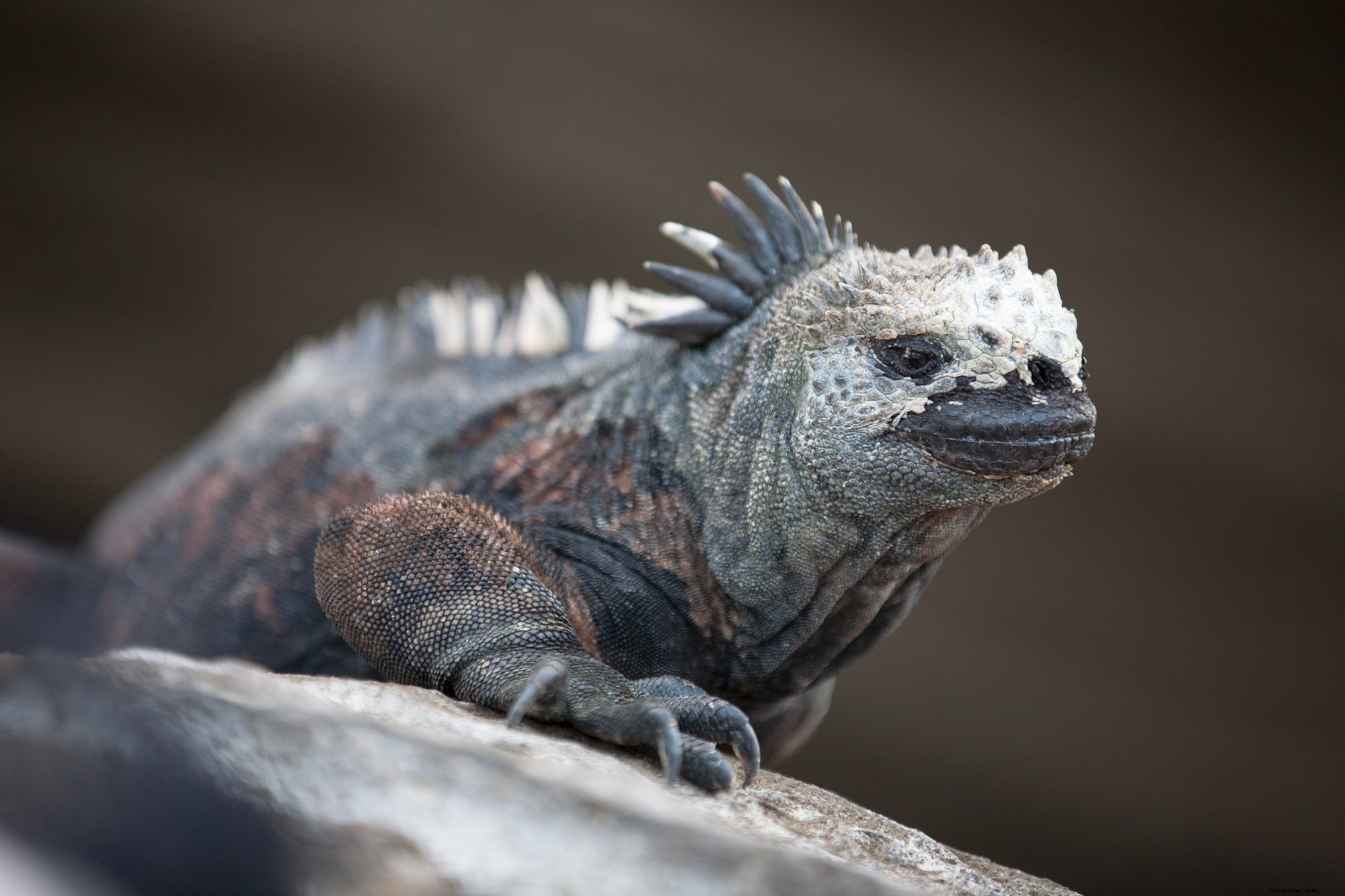 Stunning Marine Iguana Wildlife Photo