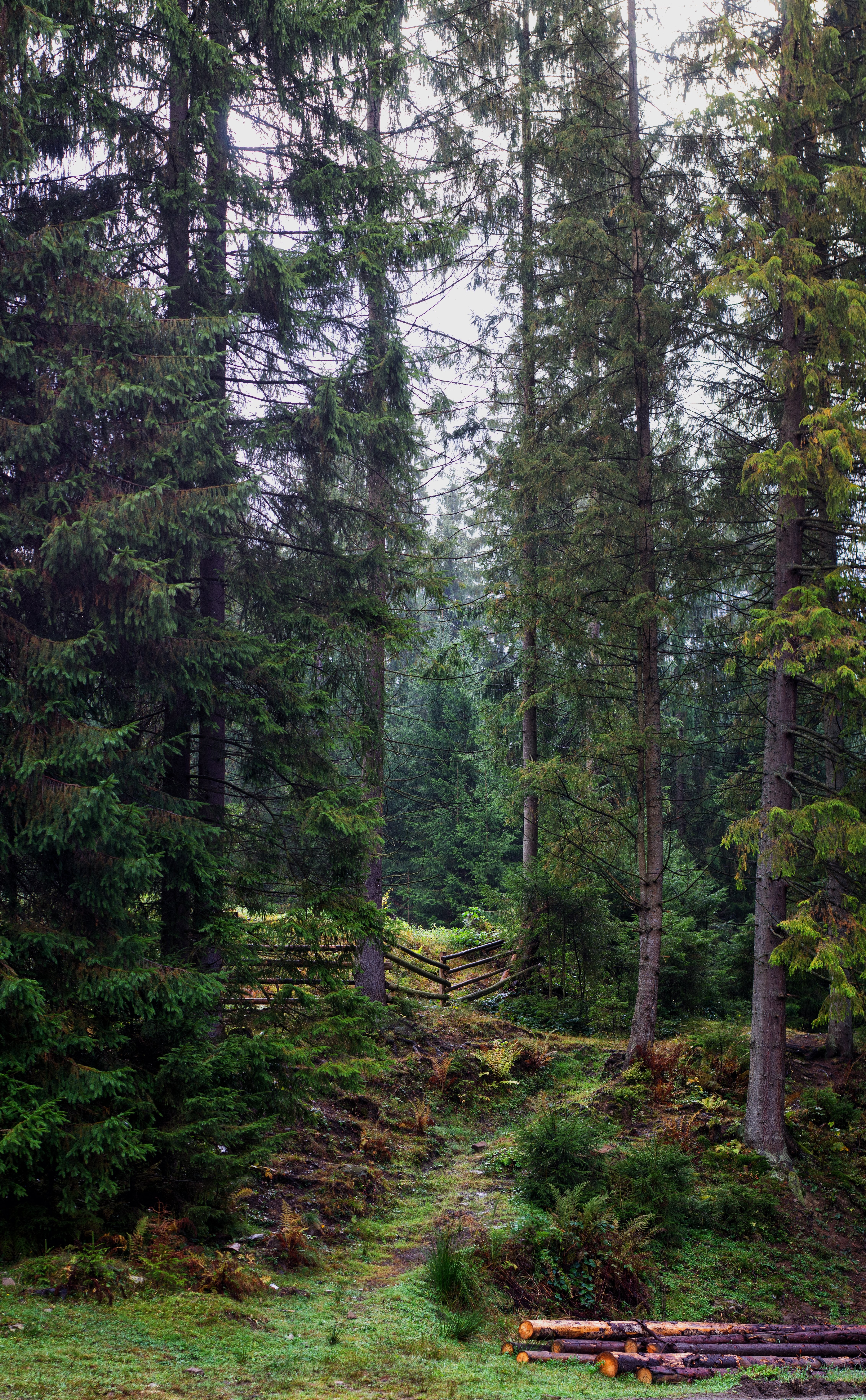 Serene Forest Pathway: Captivating Beaten Trail Photo