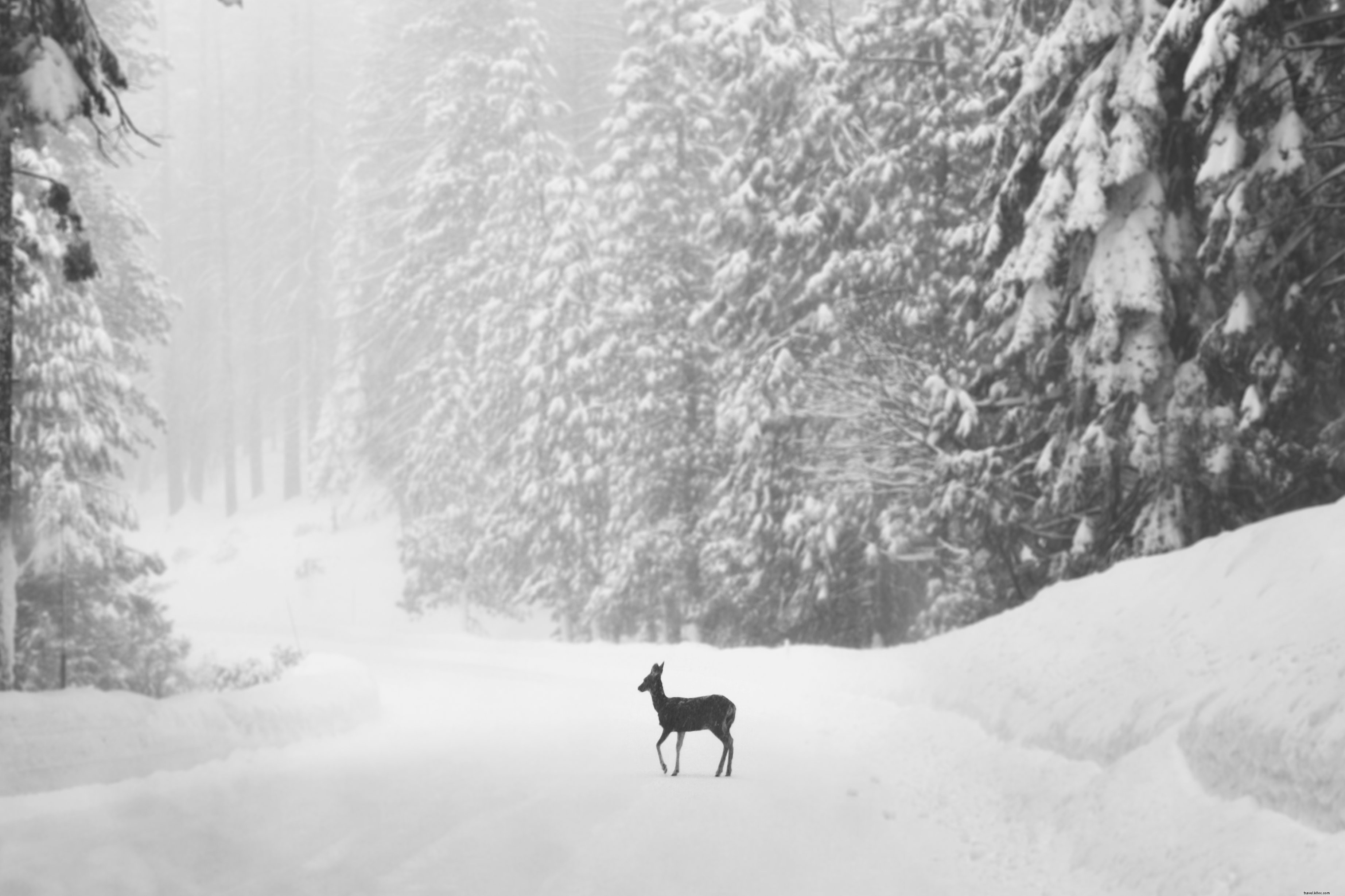 Majestic Lone Deer on Snow-Covered Road – Stunning Winter Wildlife Photo