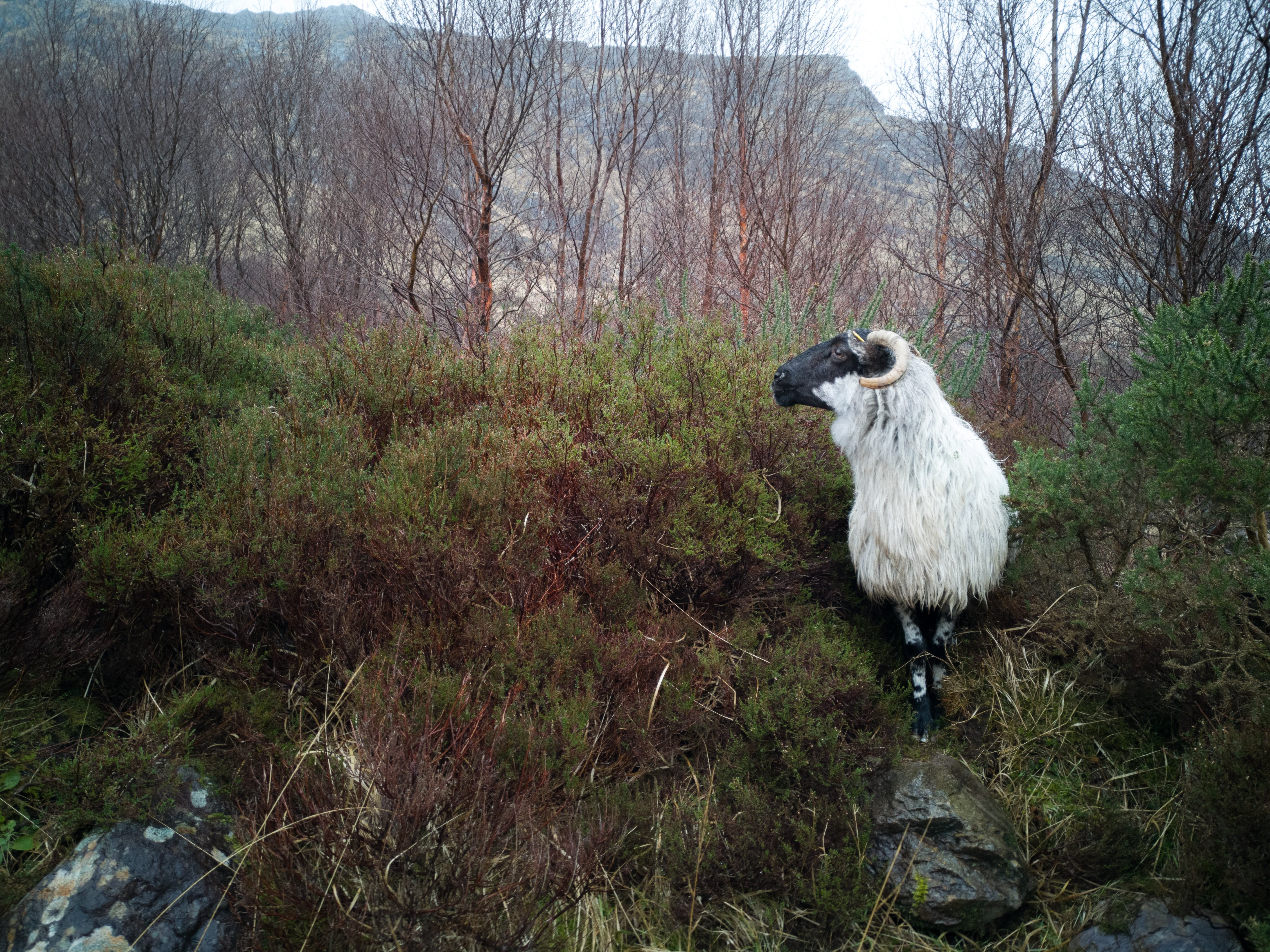 Majestic Ram Striking a Regal Pose in Lush Grass – Stunning Wildlife Photo