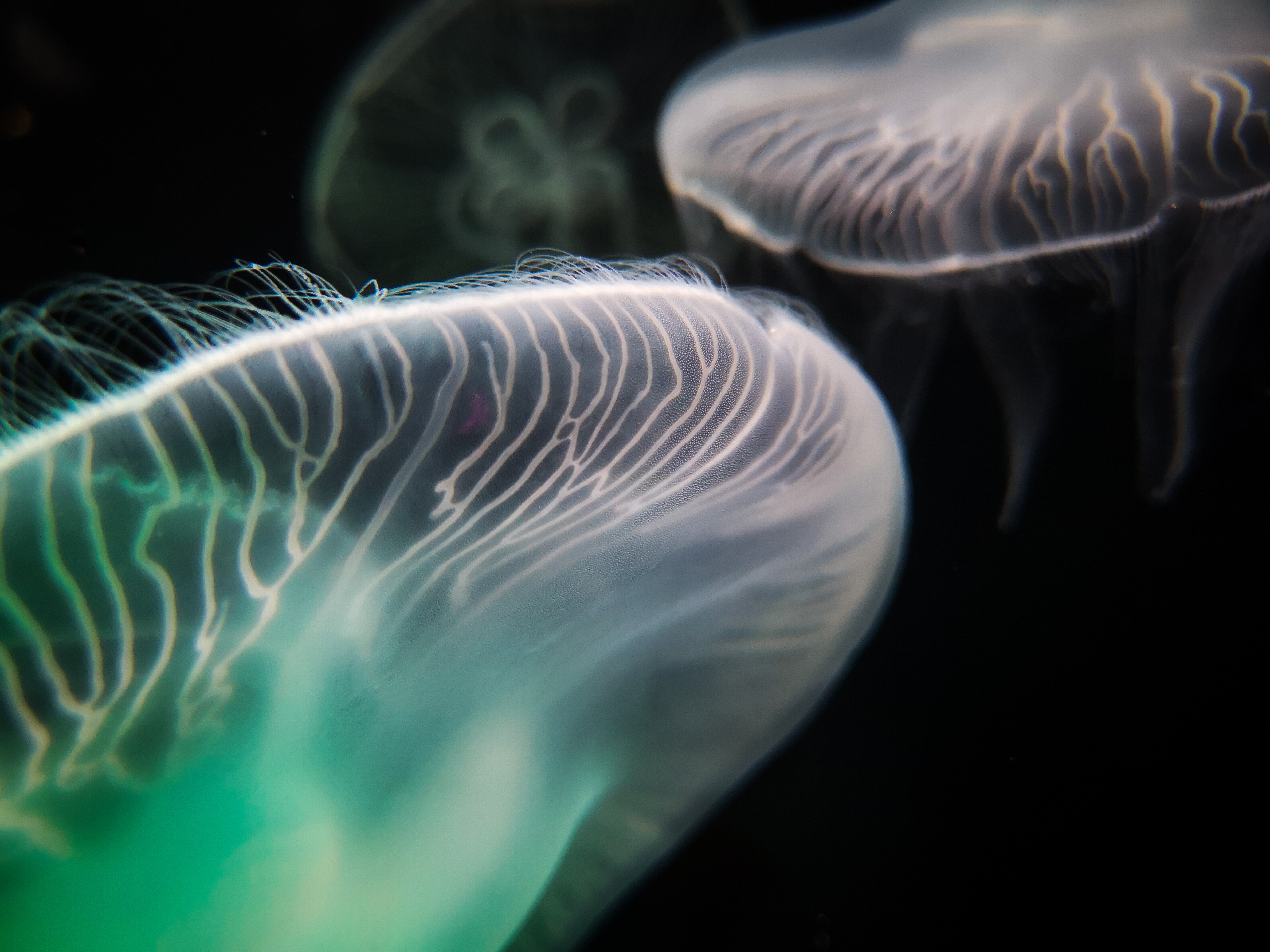 Stunning Photo: Two Jellyfish Gracefully Floating in Dark Ocean Depths