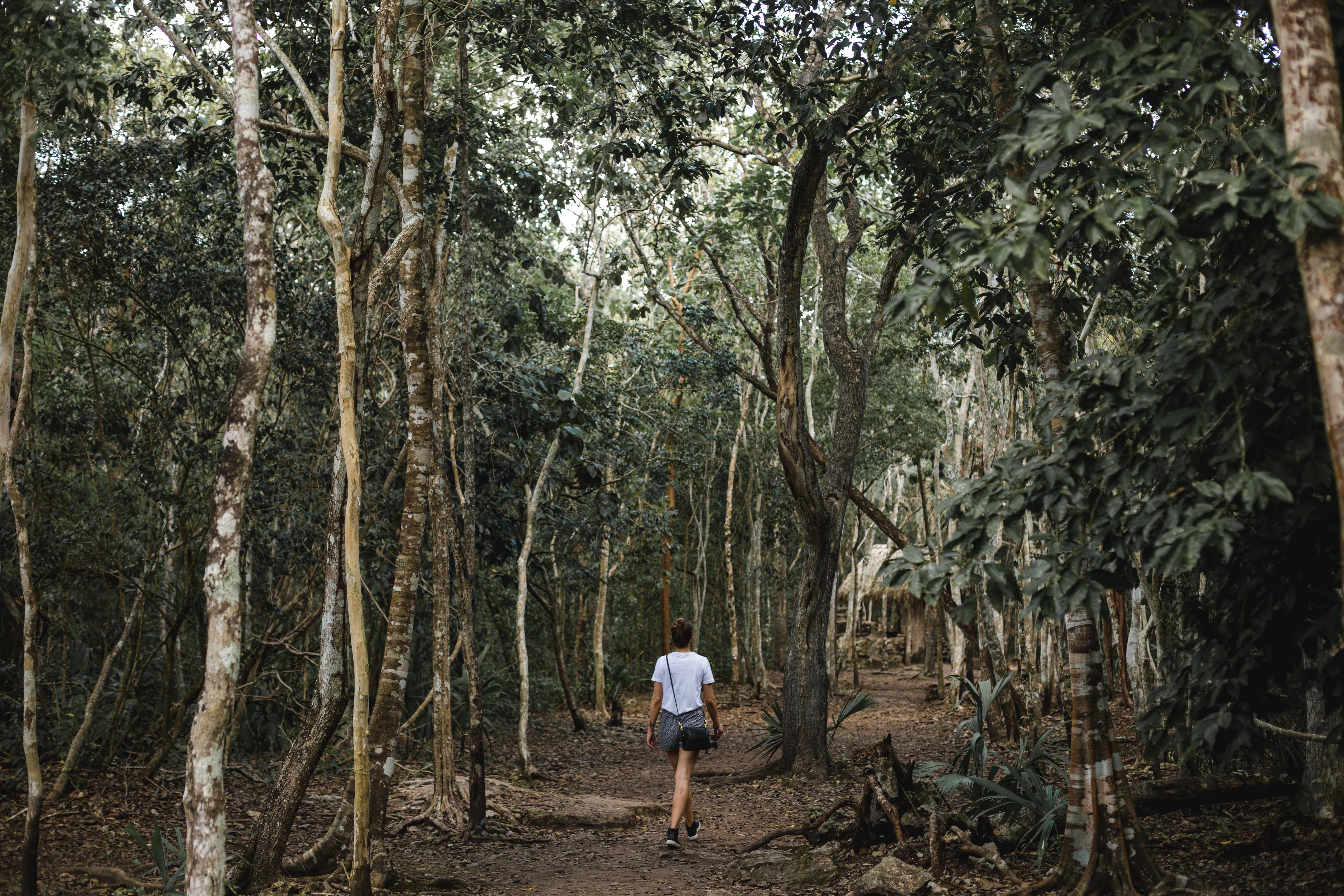 Stunning Photo: Adventurous Walk Through the Lush Mexican Jungle