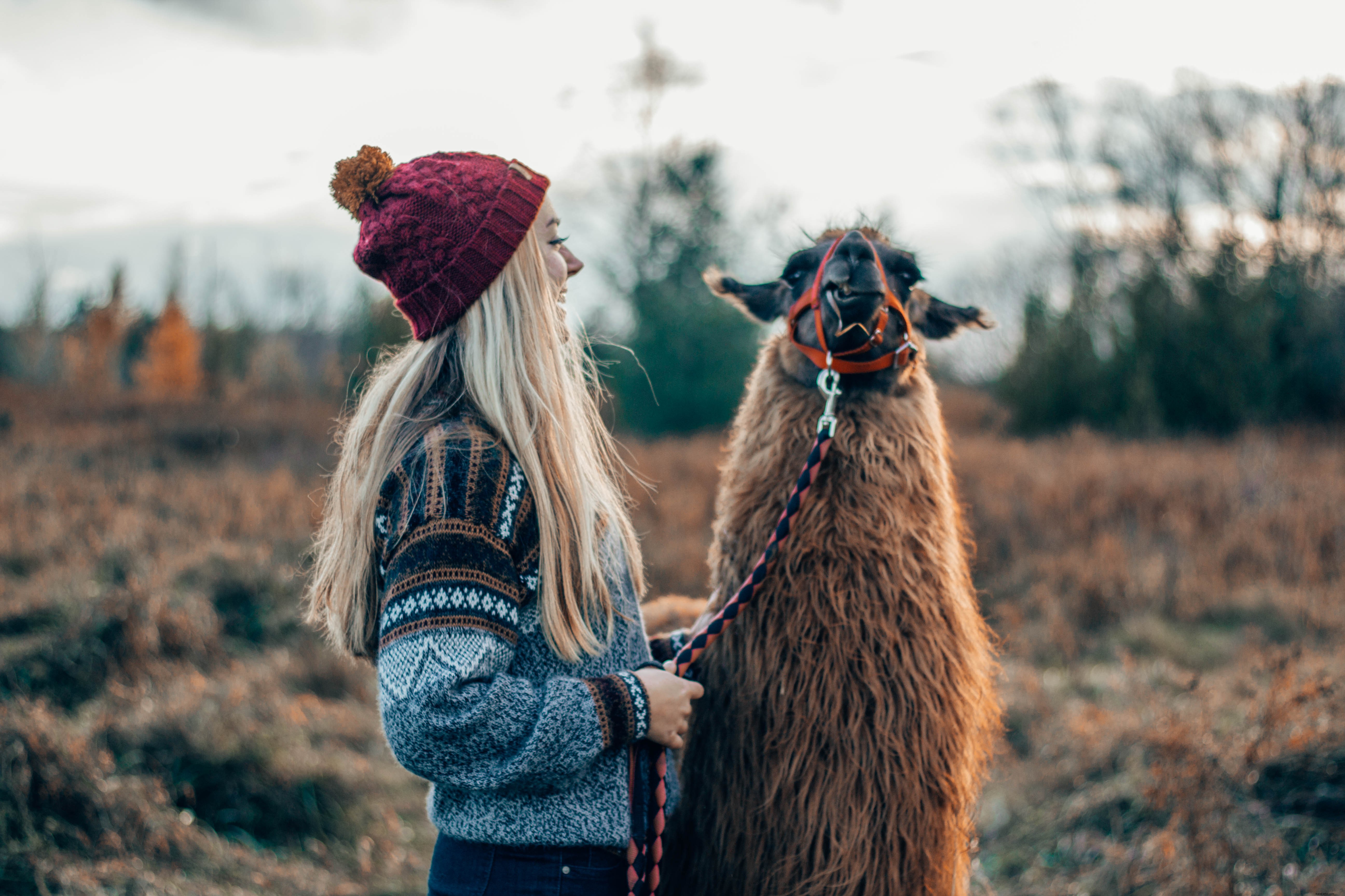 Heartwarming Photo: Woman Gently Pets Adorable Shaggy Llama