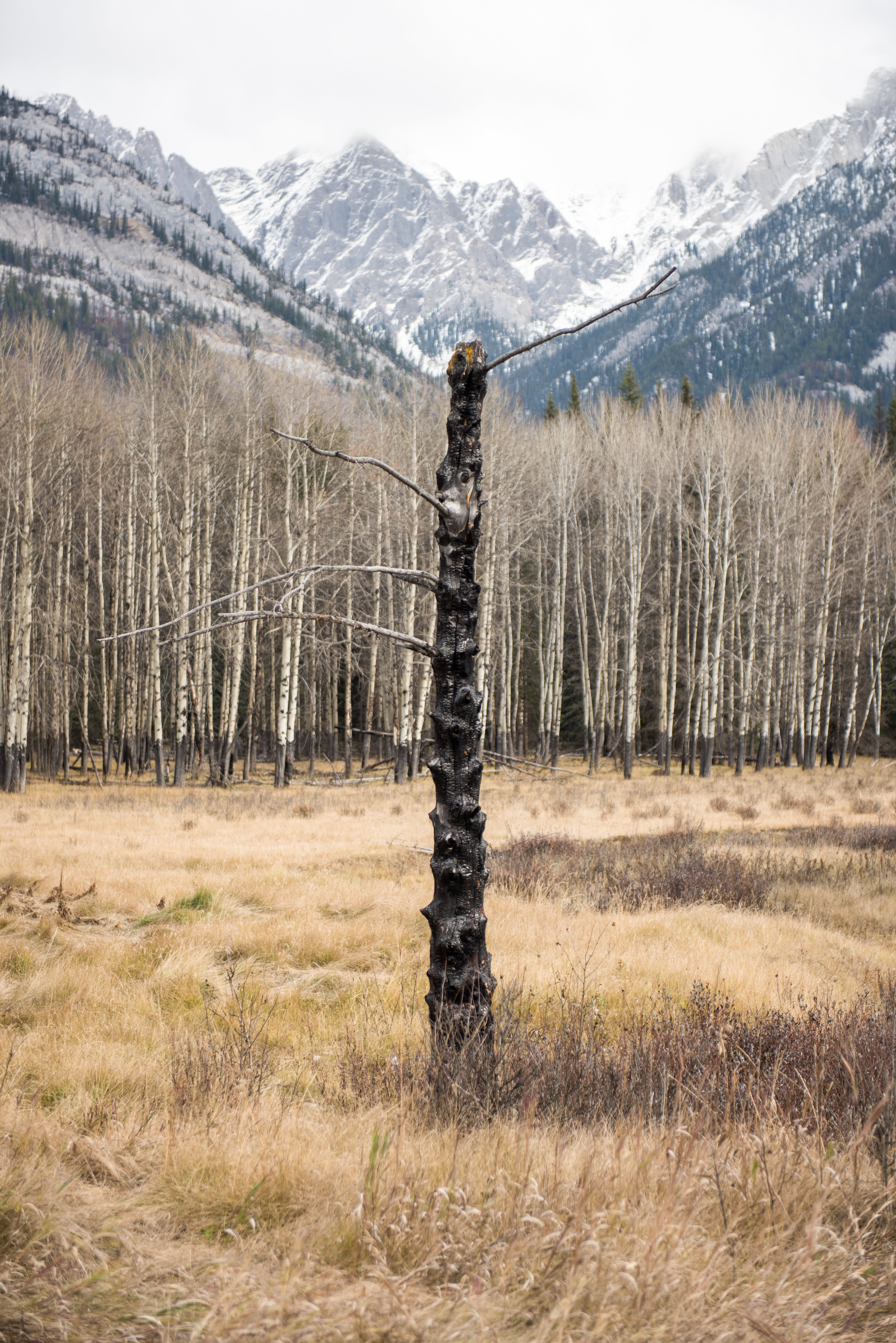 Stunning Frail Fir Tree Against Majestic Snowy Mountains – Captivating Photo