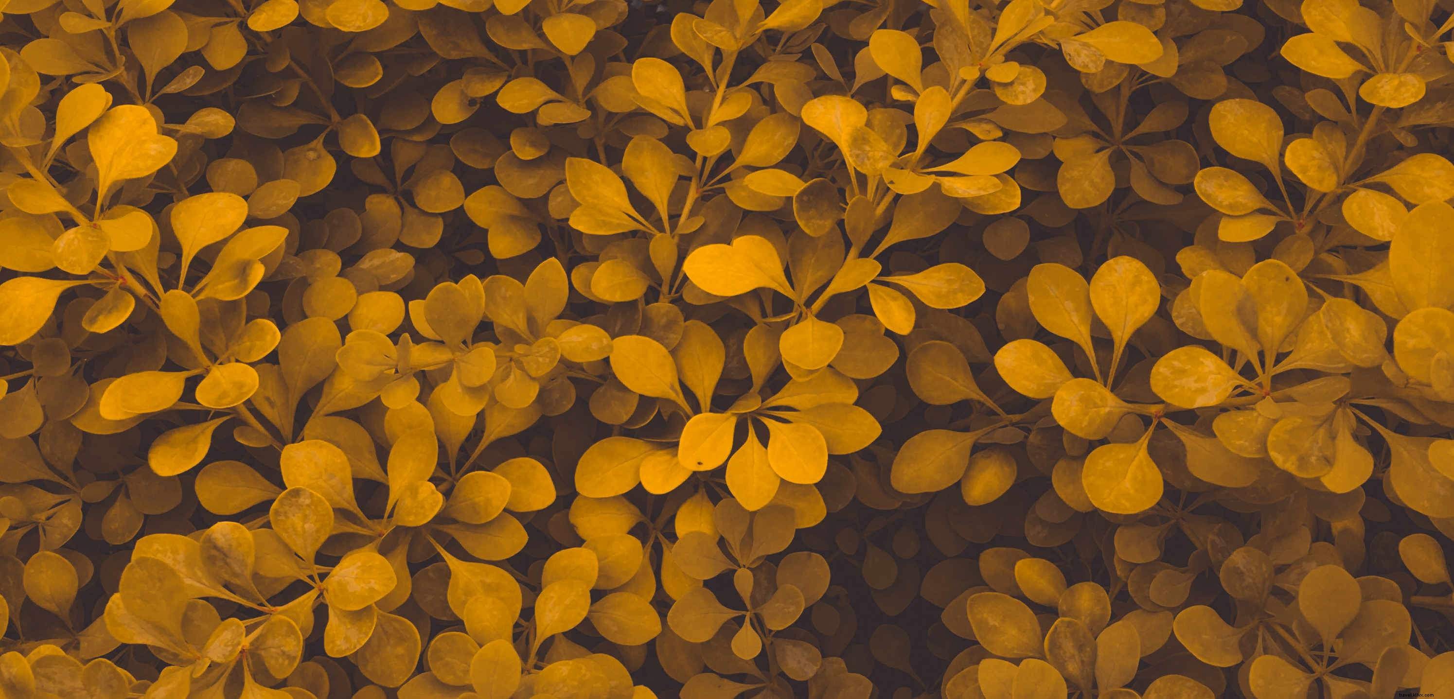 Stunning Autumn Leaves in Dusty Orange and Brown Tones – Professional Photo