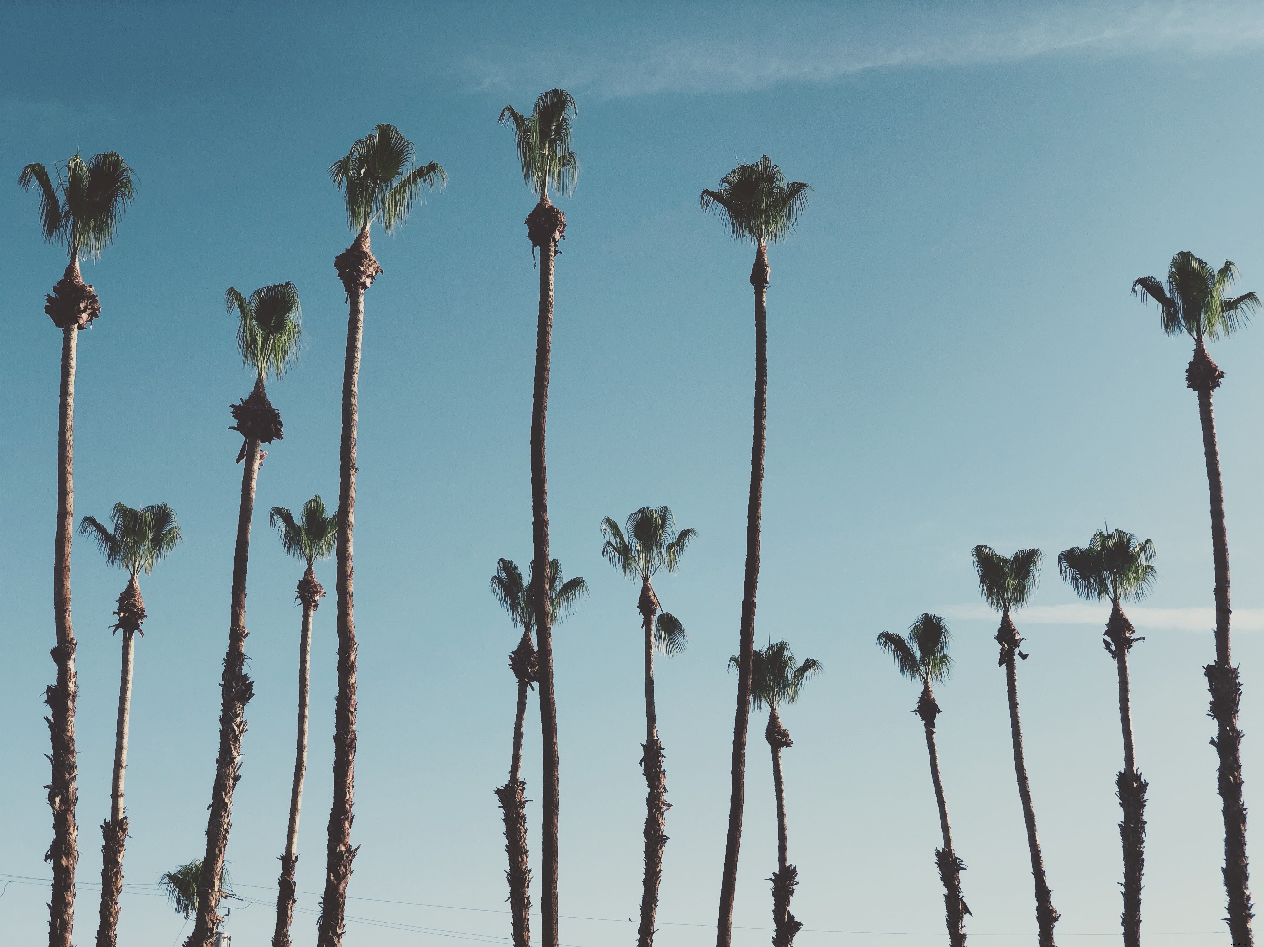 Stunning Tall Palm Trees Bathed in Sunlight – Premium Landscape Photo