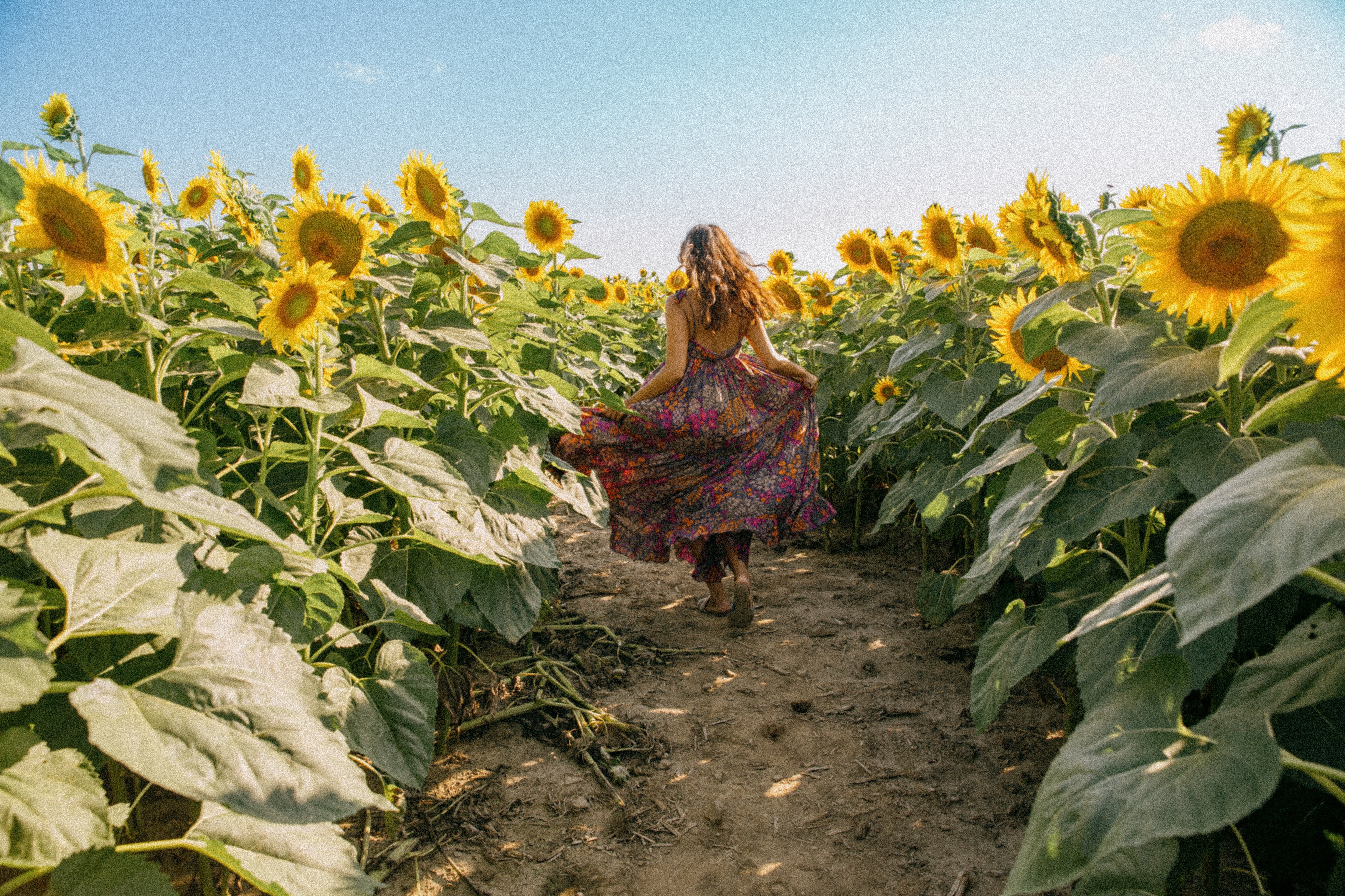 Stunning Photo: Joyful Run Through a Vibrant Sunflower Field on a Clear Day