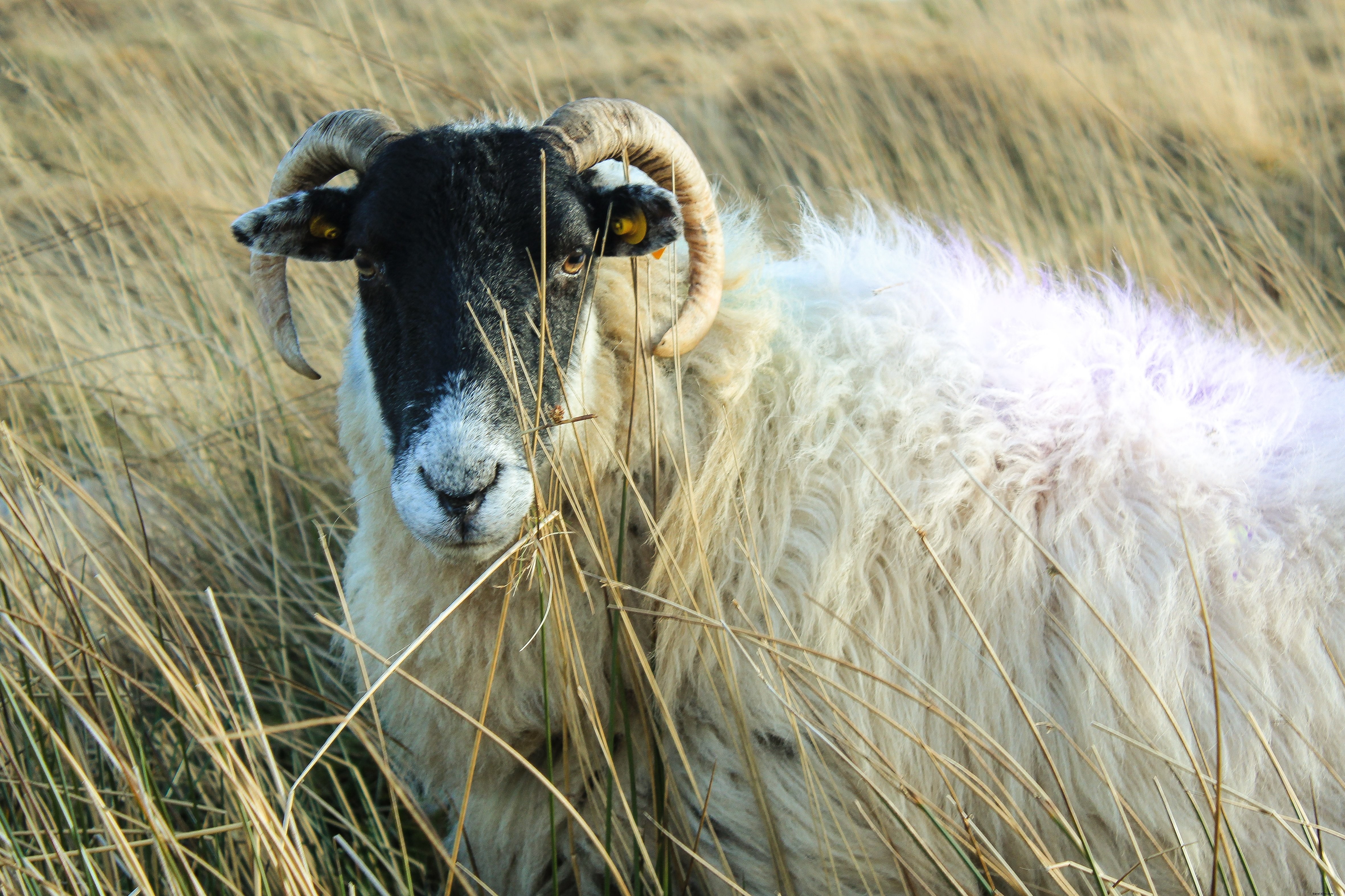 Majestic Ram Standing Proudly in Golden Wheat Field – Stunning Photo