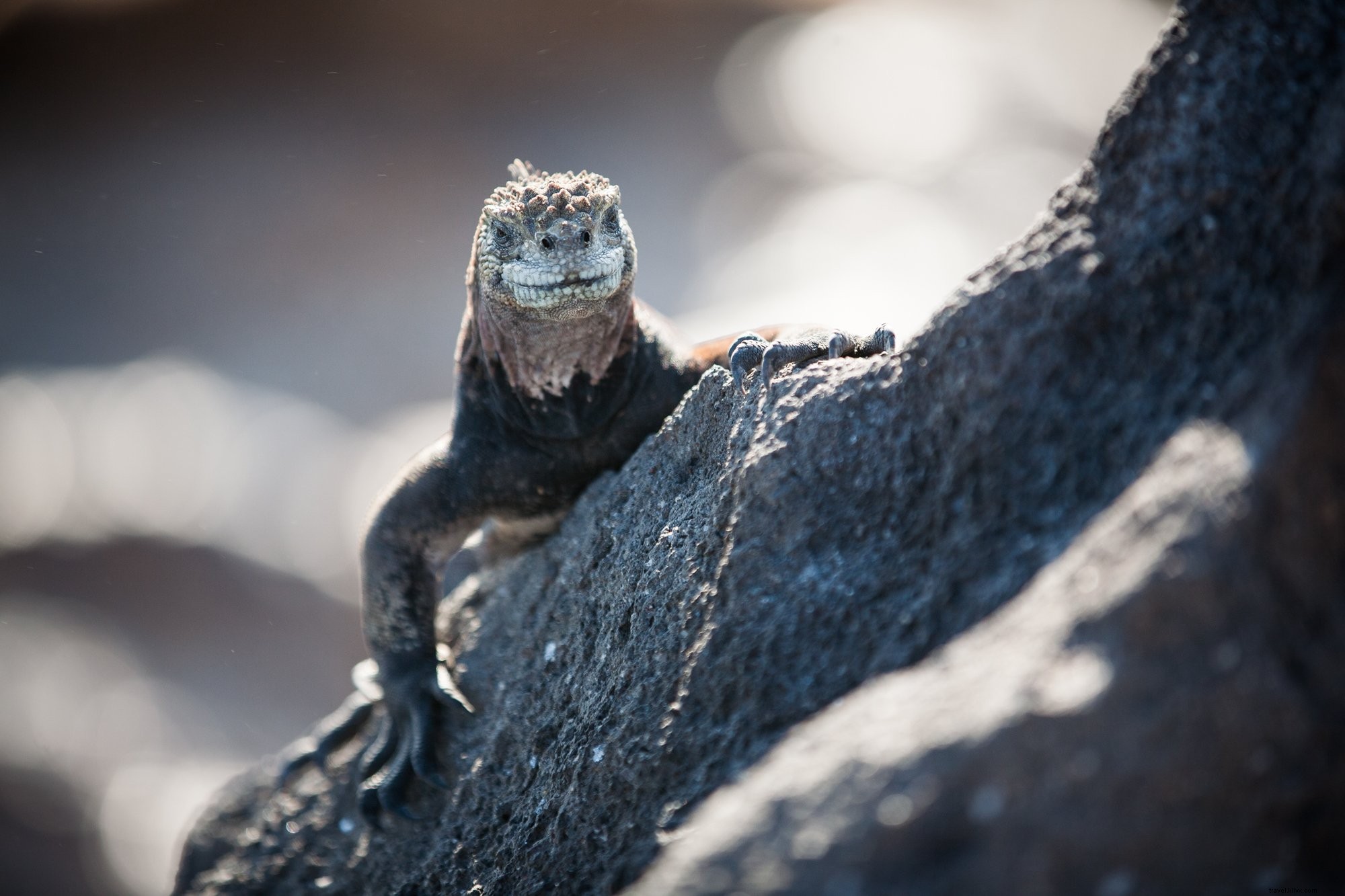 Captivating Reptile Smiling on a Rock – Stunning Wildlife Photo
