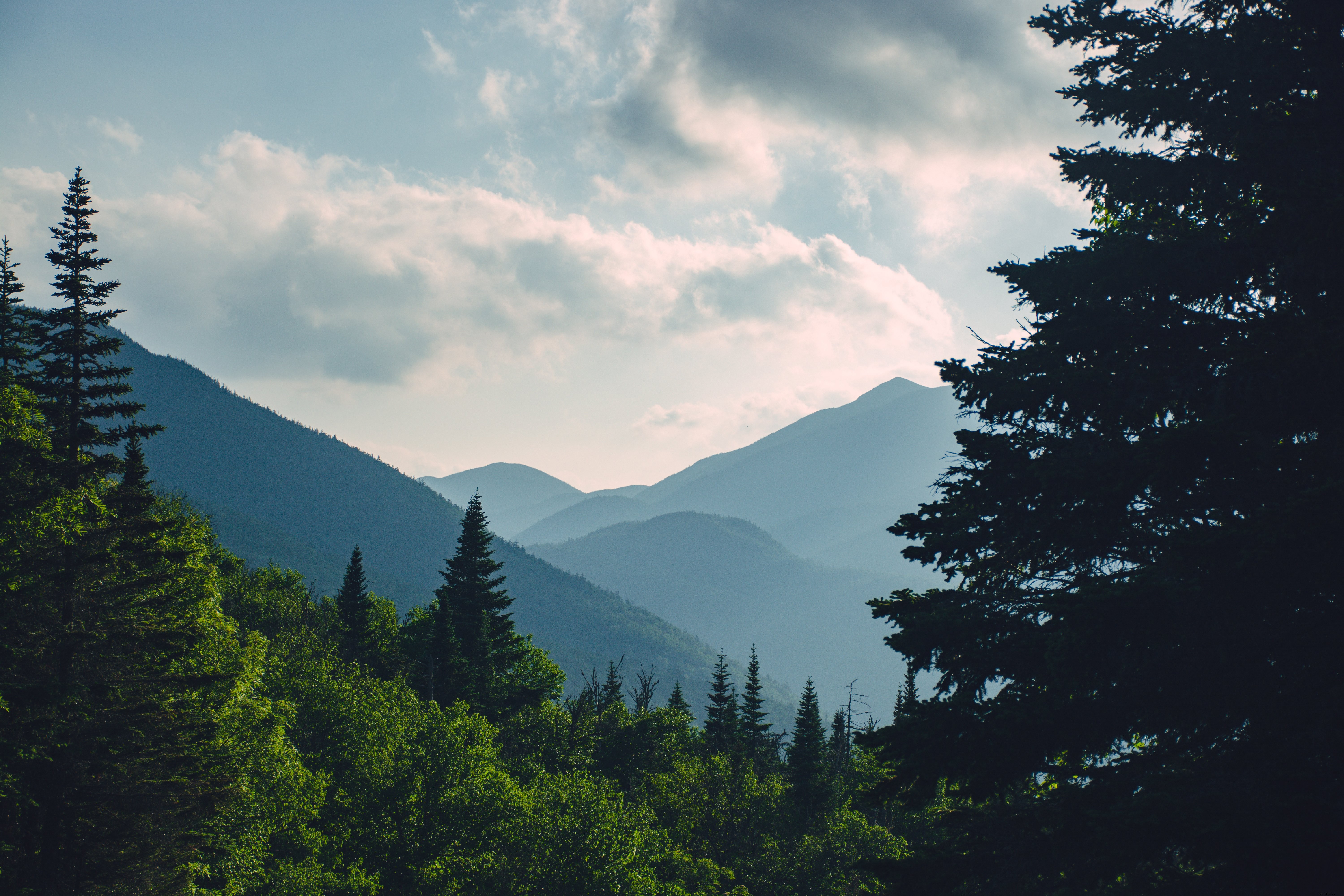 Stunning Fern Trees in Sunlight Framing Distant Mountains – Captivating Landscape Photo