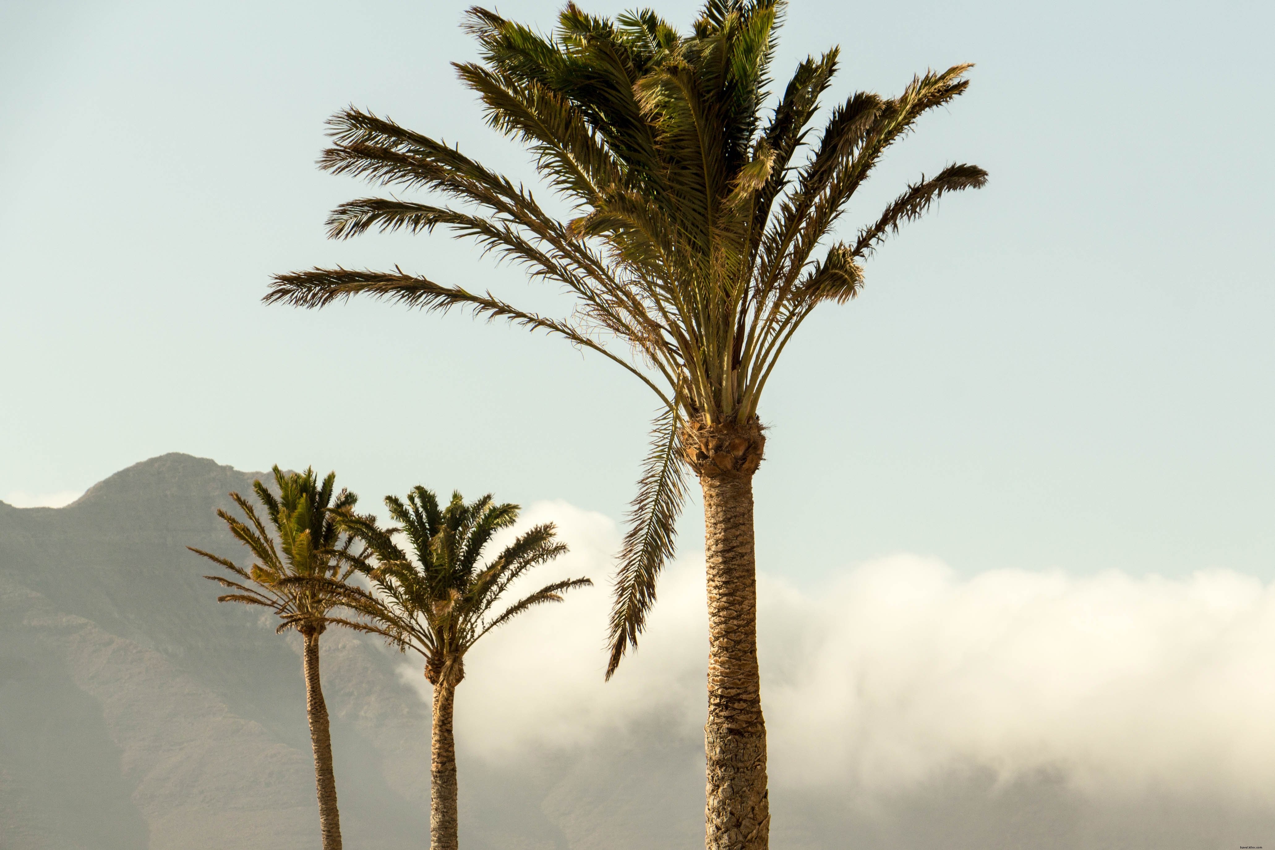 Stunning Tall Palm Trees Crowning a Mountain Summit – Breathtaking Photo