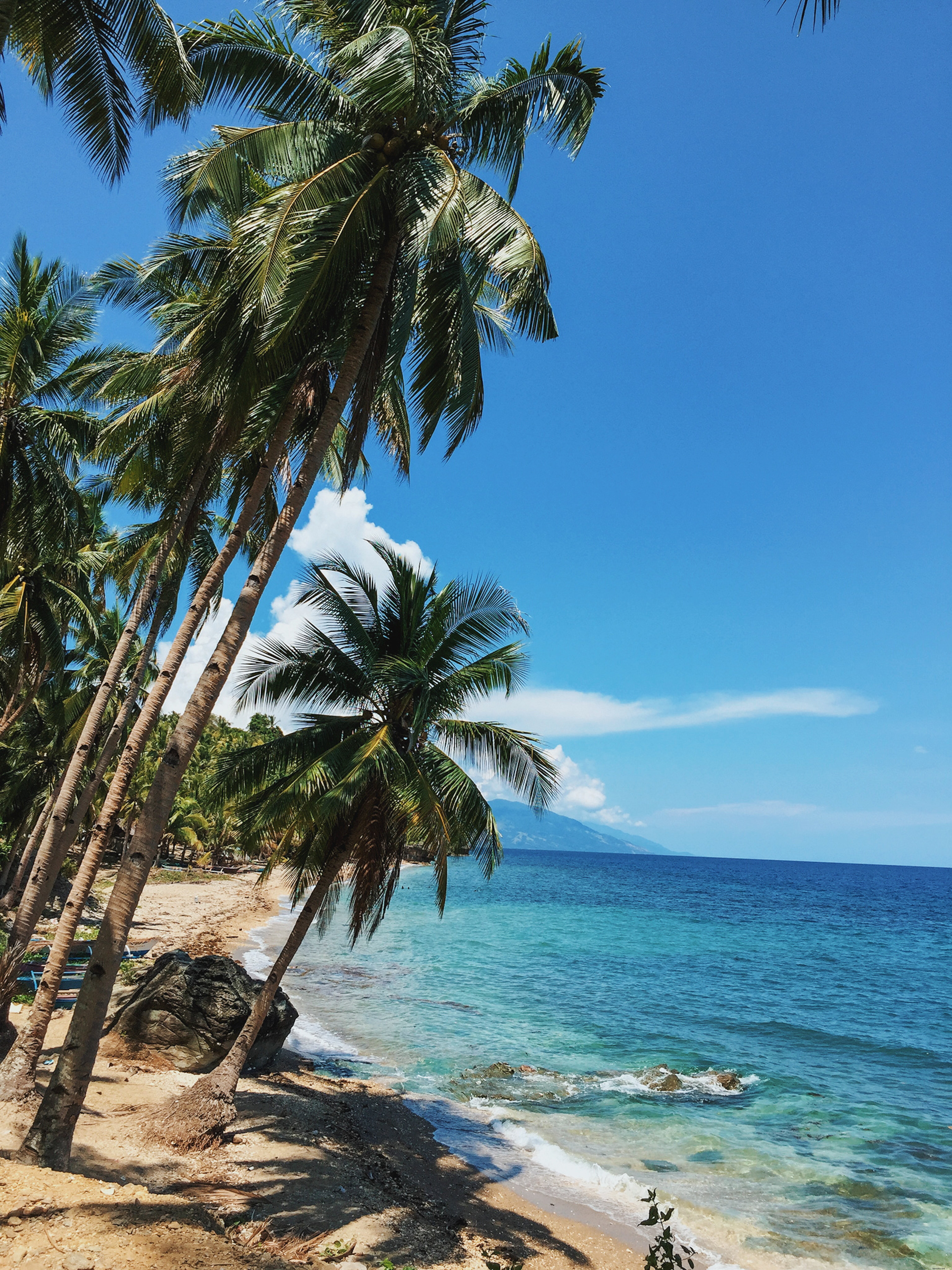 Stunning Leaning Palm Trees on a Pristine Sandy Beach Photo