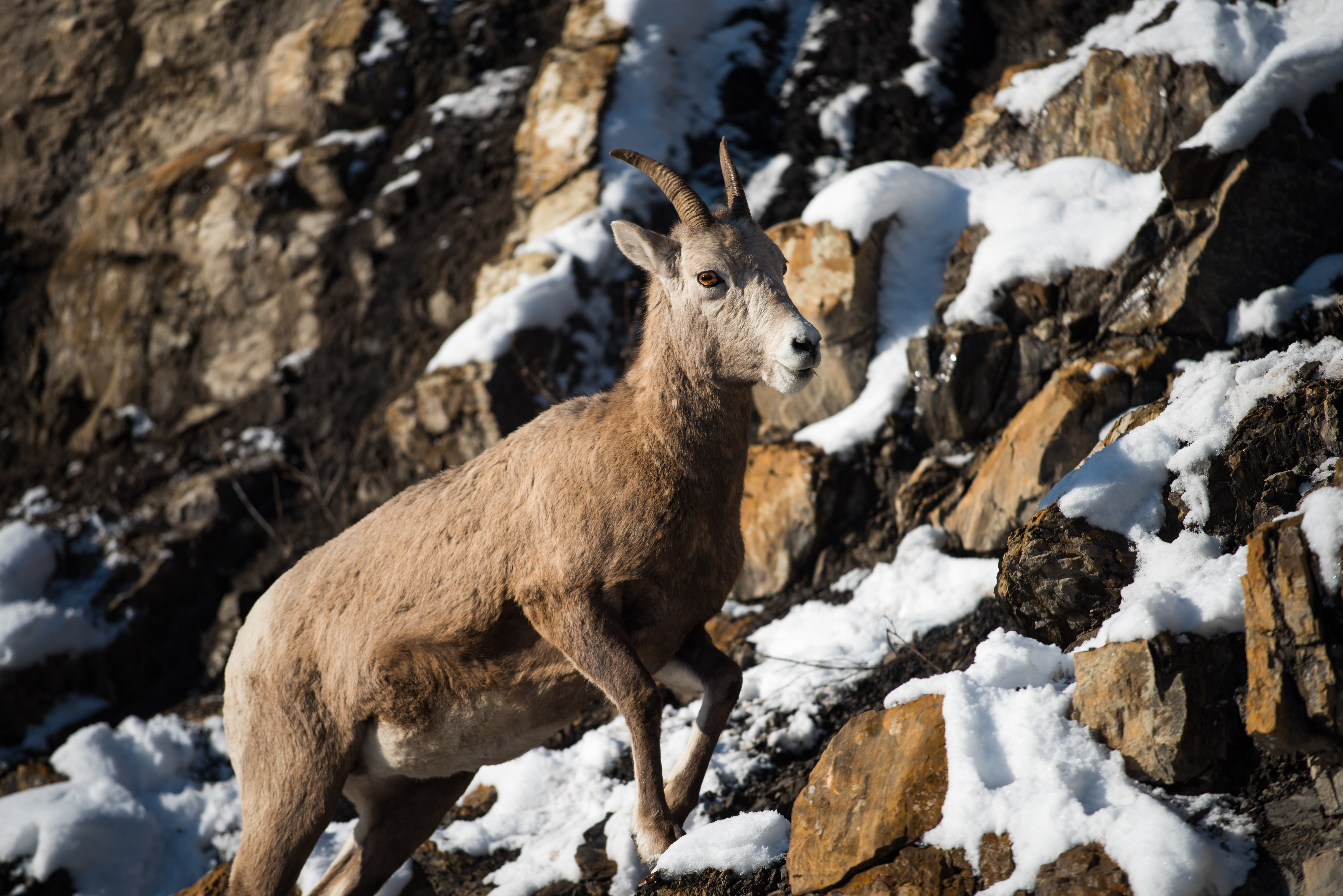 Majestic Mountain Goat Scaling Steep Snowy Slope – Stunning Wildlife Photo