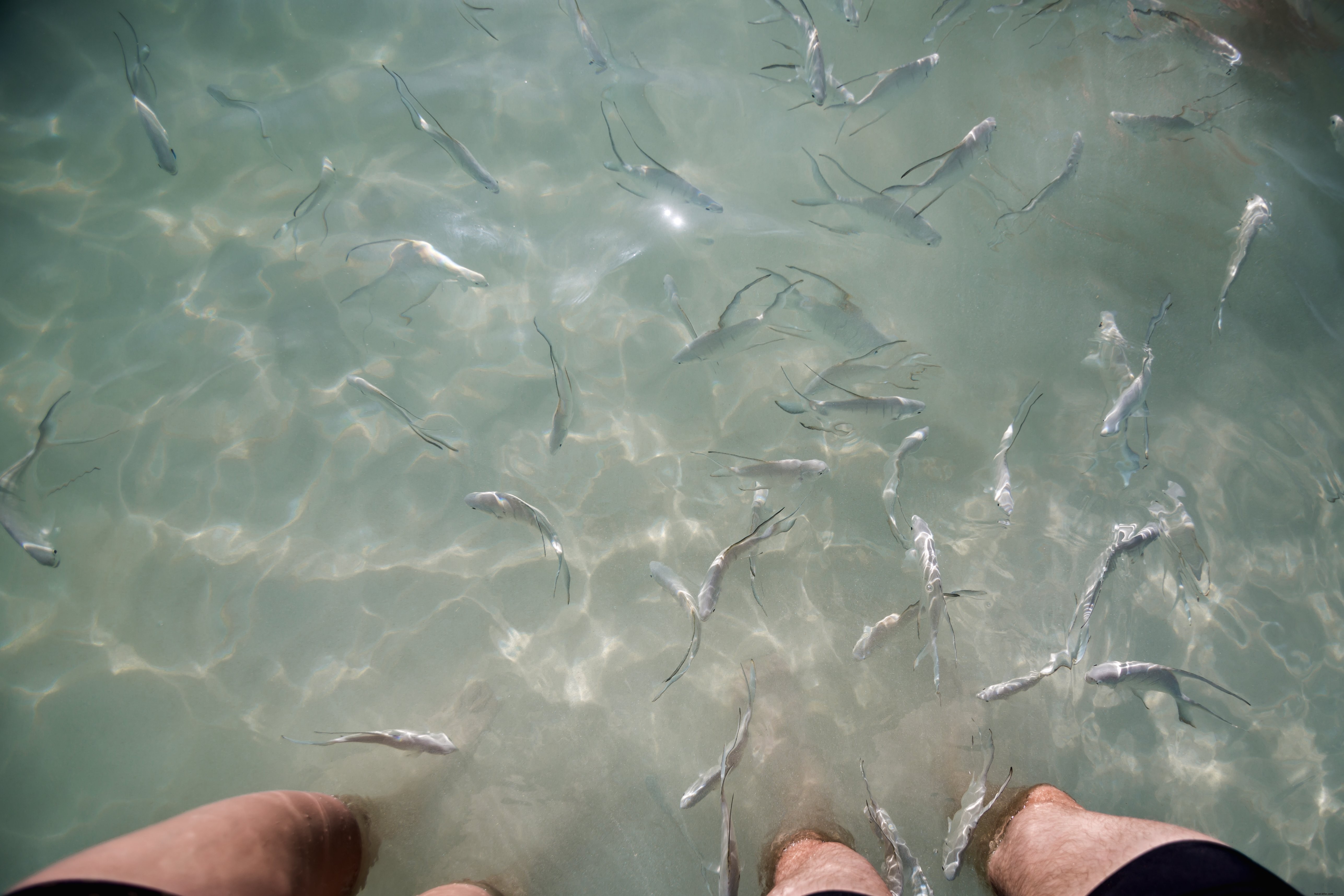 Captivating Photo: Fish Gliding Through Clear Water Between Legs