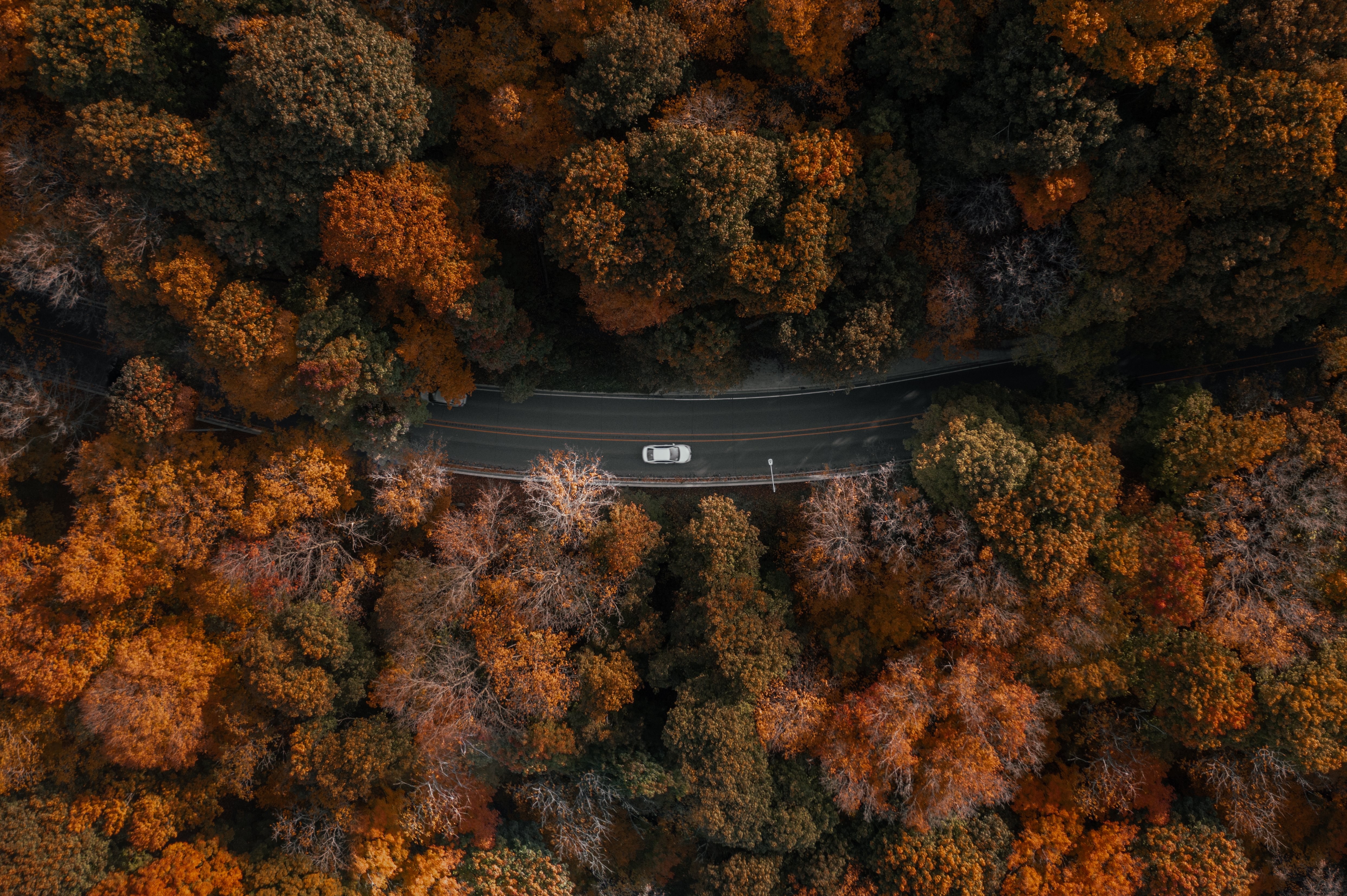 Stunning High-Resolution Photo: Car Driving Centered Through Lush Forest Road