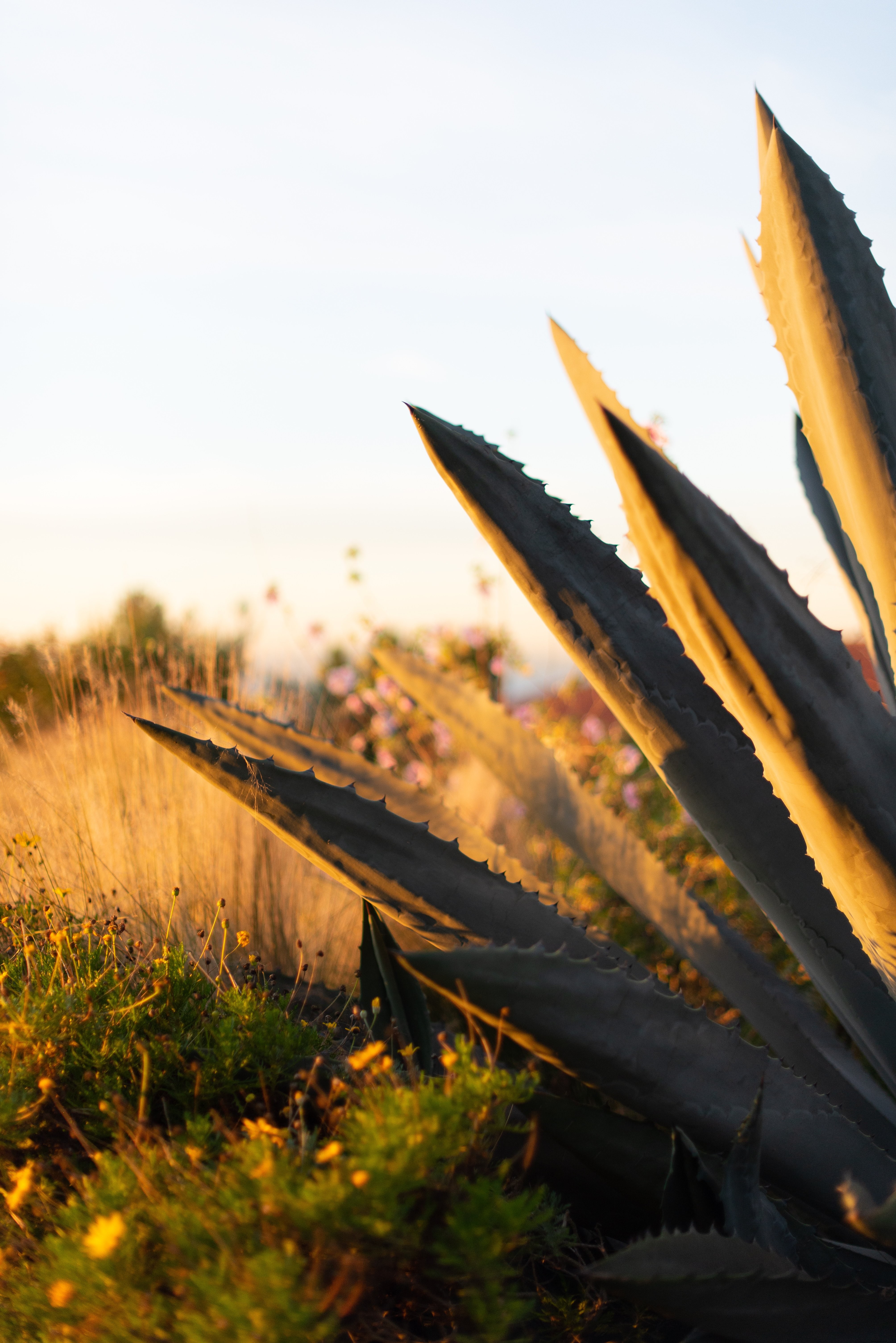 Lush Plants Absorbing Sunlight in Vast Open Field – Stunning Nature Photo