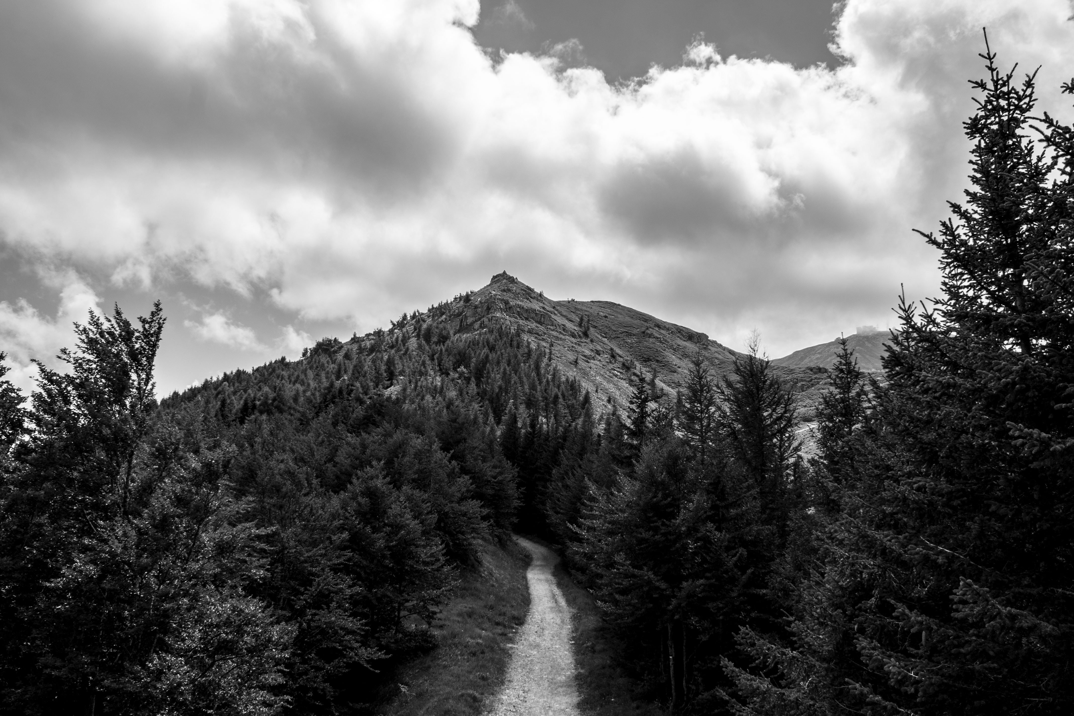 Breathtaking Tree-Lined Mountain Path Leading to the Summit – Stunning Photo