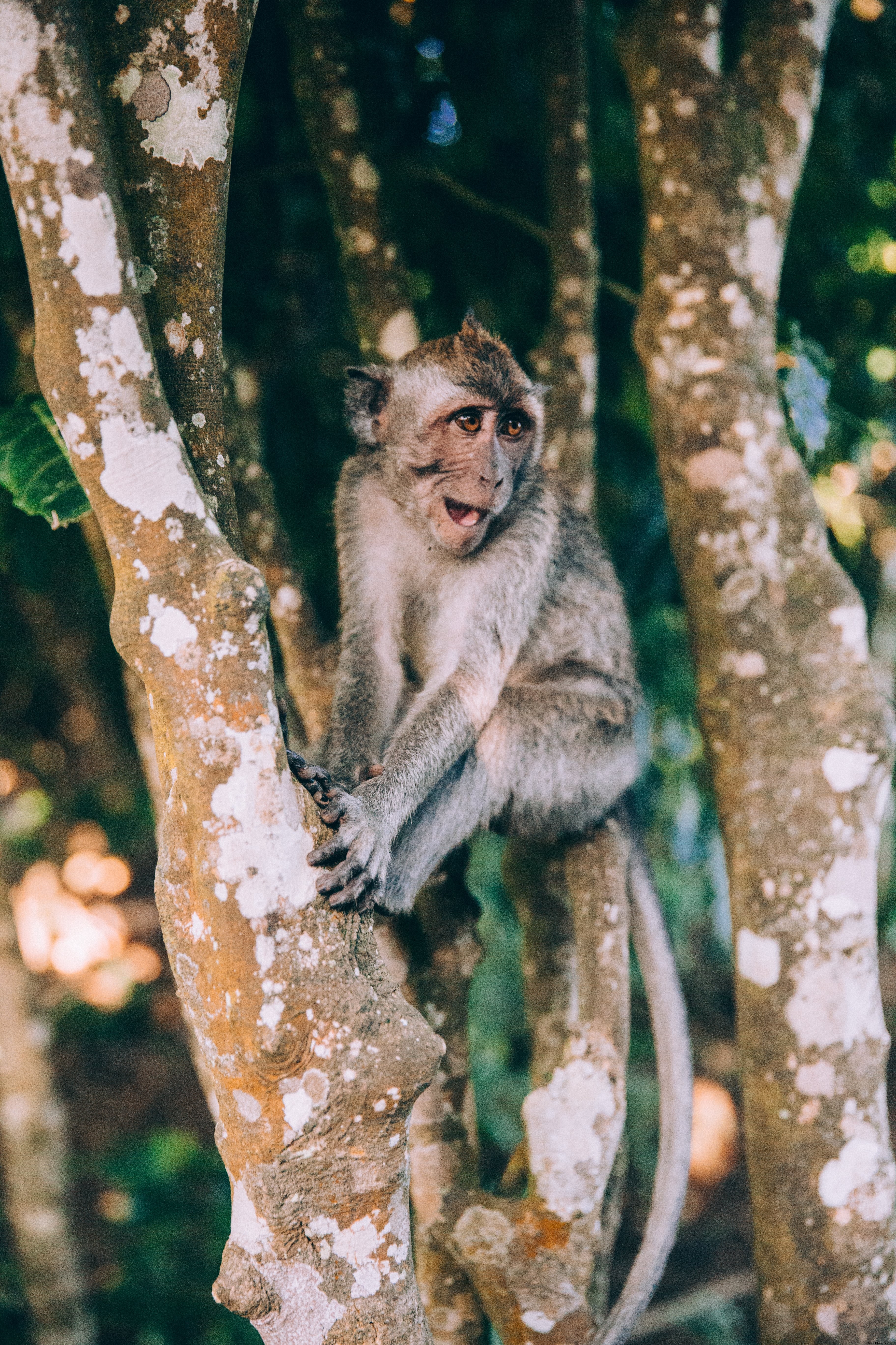 Adorable Baby Monkey Smiling on Tree Branches - Cute Wildlife Photo