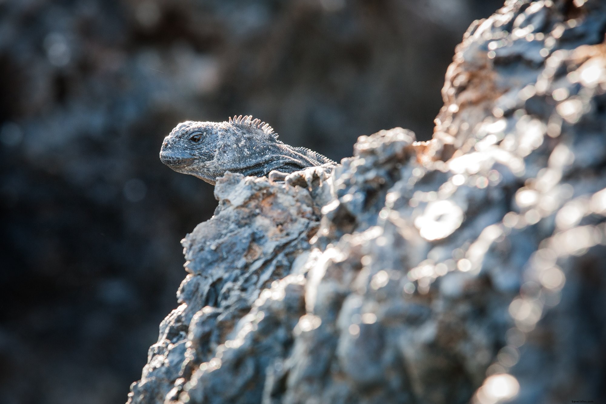 Peek-a-Boo Iguana: Adorable Wildlife Snapshot
