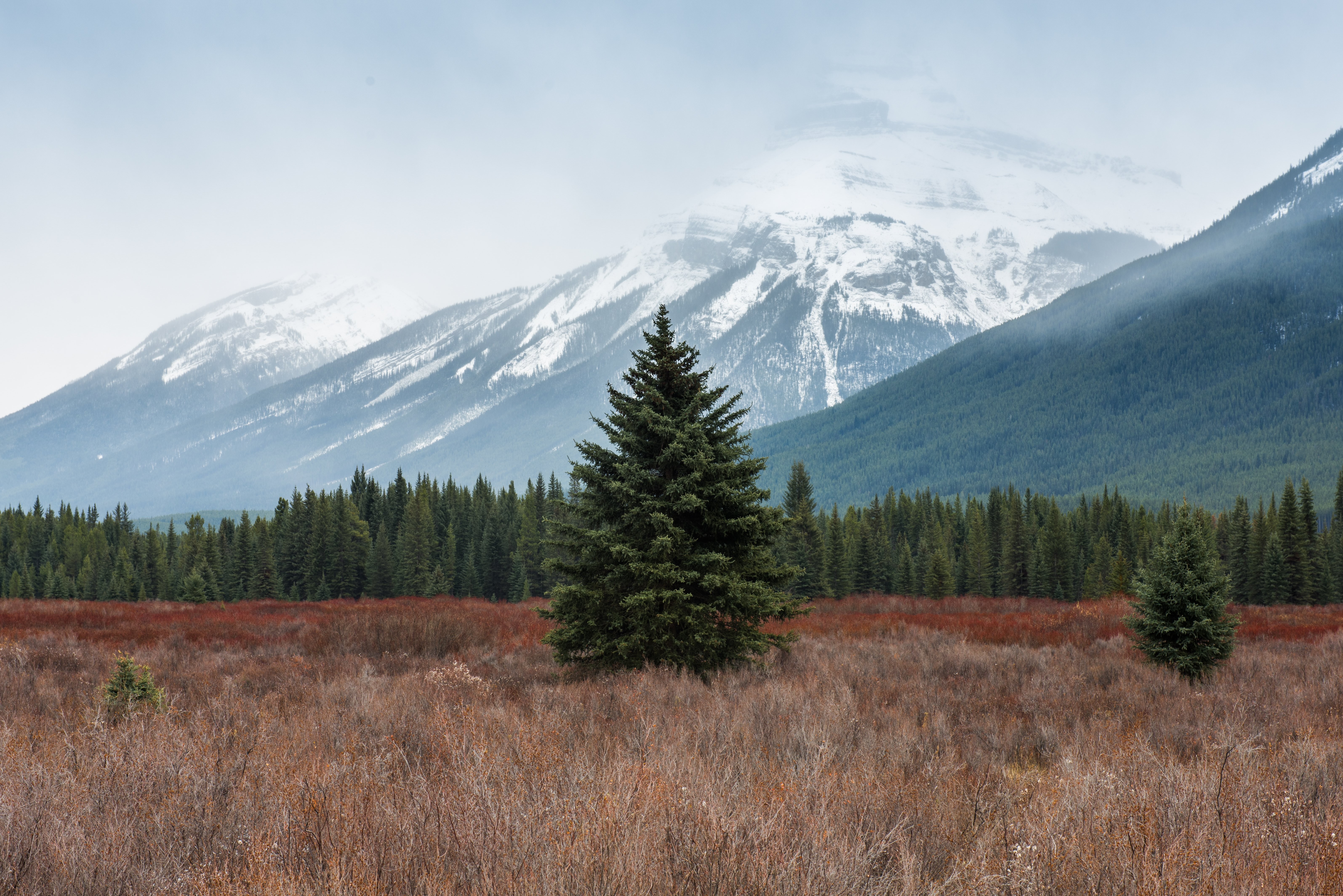 Majestic Fir Tree in Wild Field Against Snowy Mountains – Stunning Nature Photo
