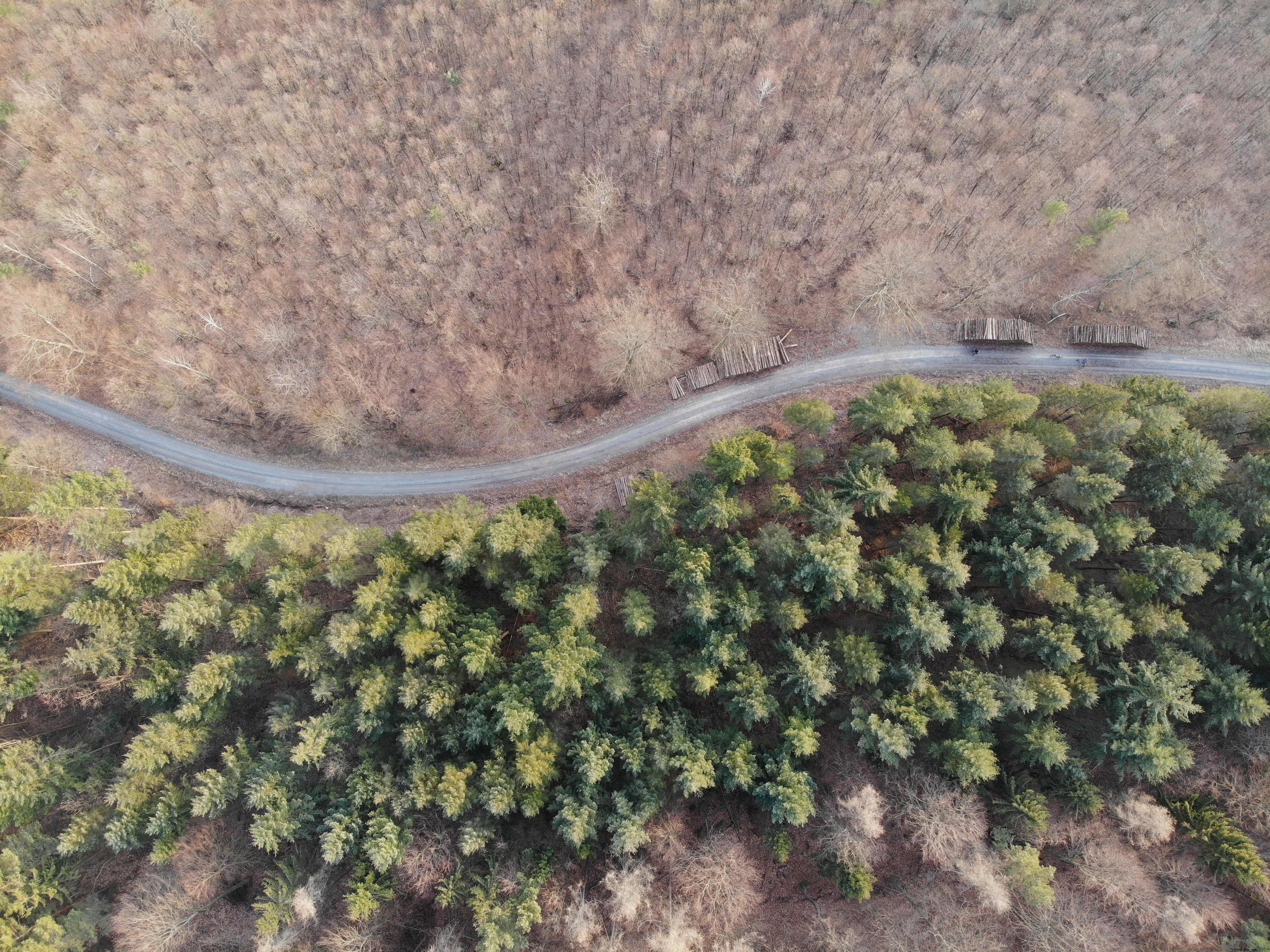 Stunning Aerial View of a Tree-Lined Road Framed by Lush Greenery