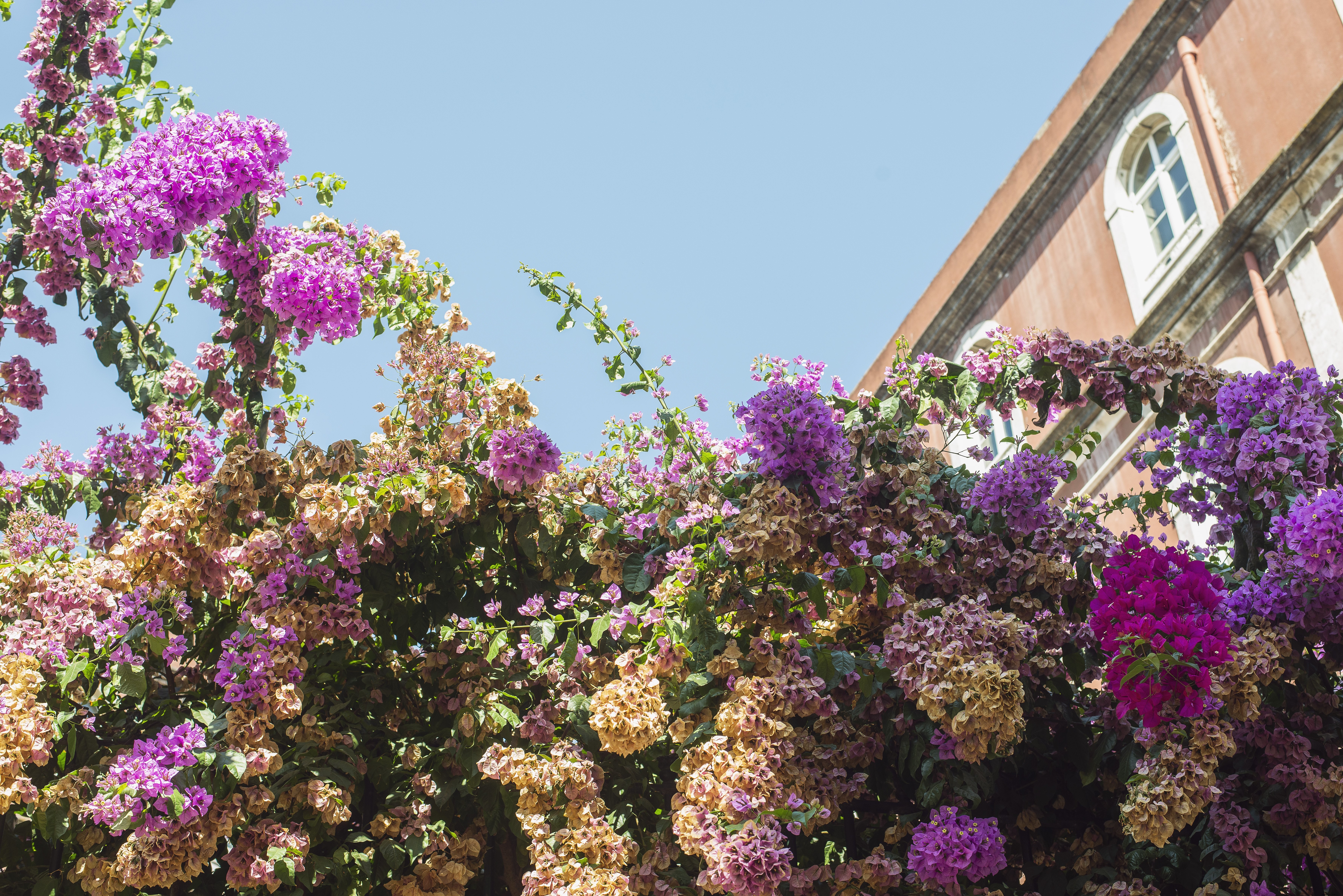 Vibrant Flowers Blooming Beneath a Majestic Historic Building – Stunning Photo