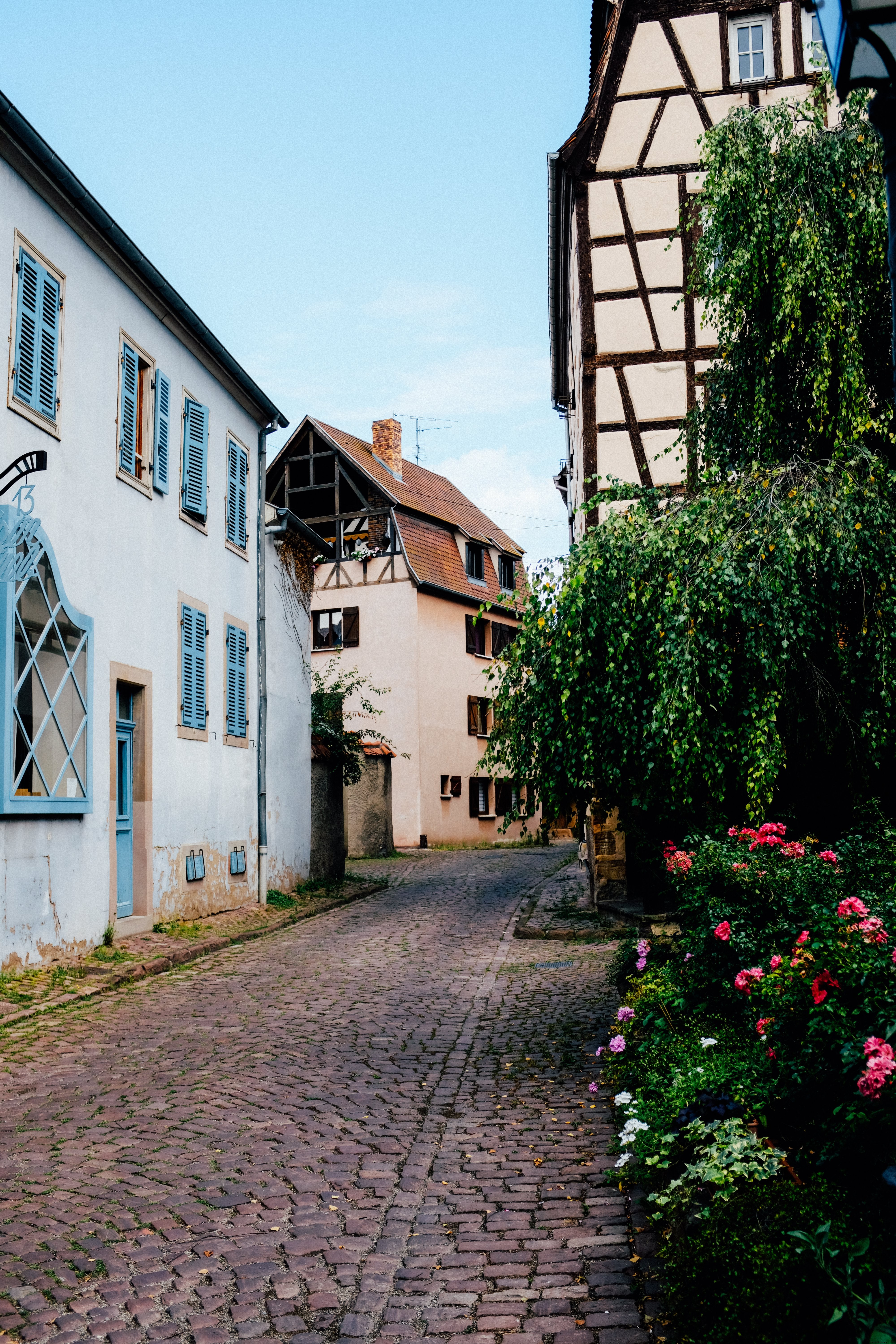 Enchanting Cobblestone Street Shrouded in Lush Foliage – Stunning Photo