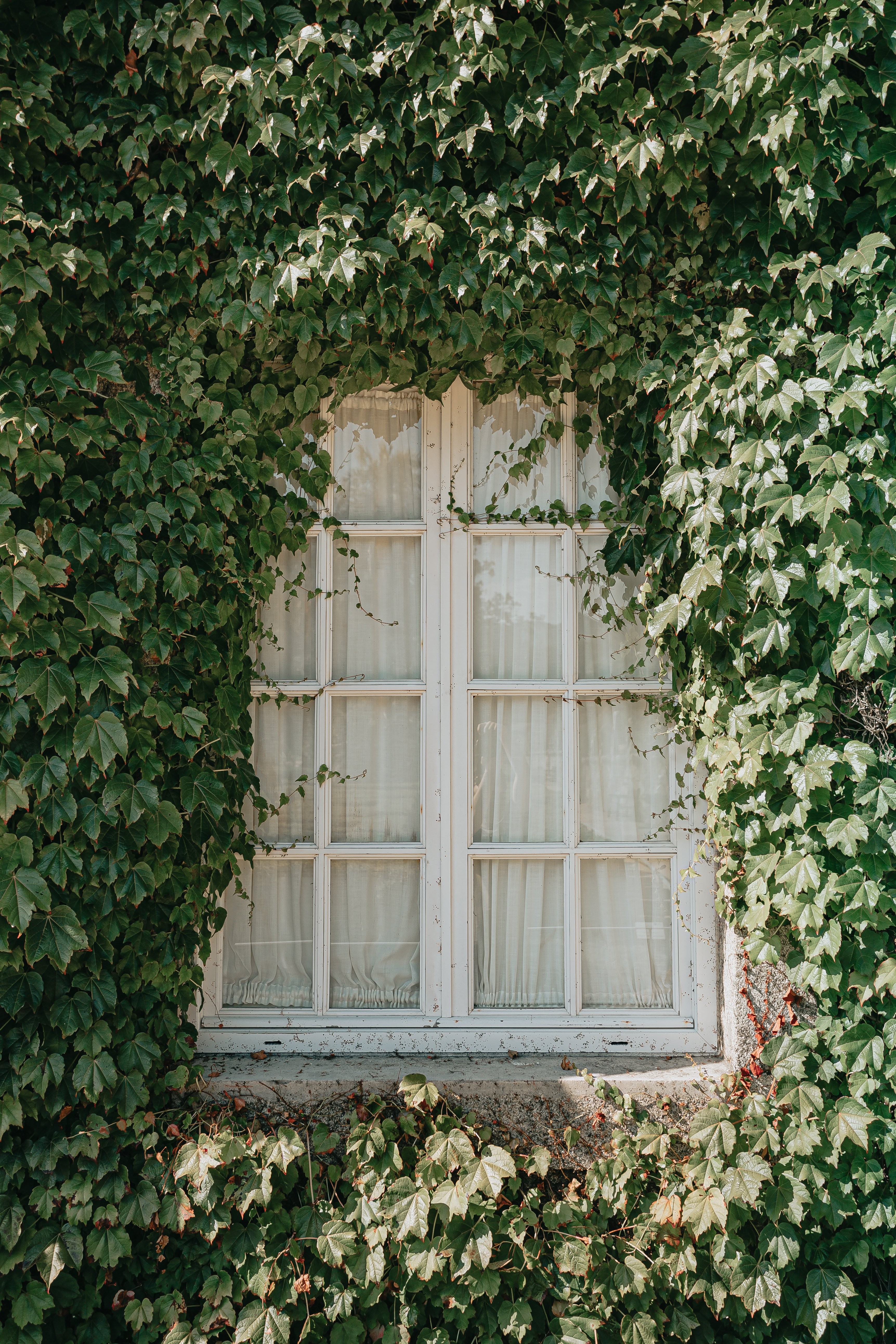Elegant White Window Panes Entwined with Lush Green Vines – Stunning Photo