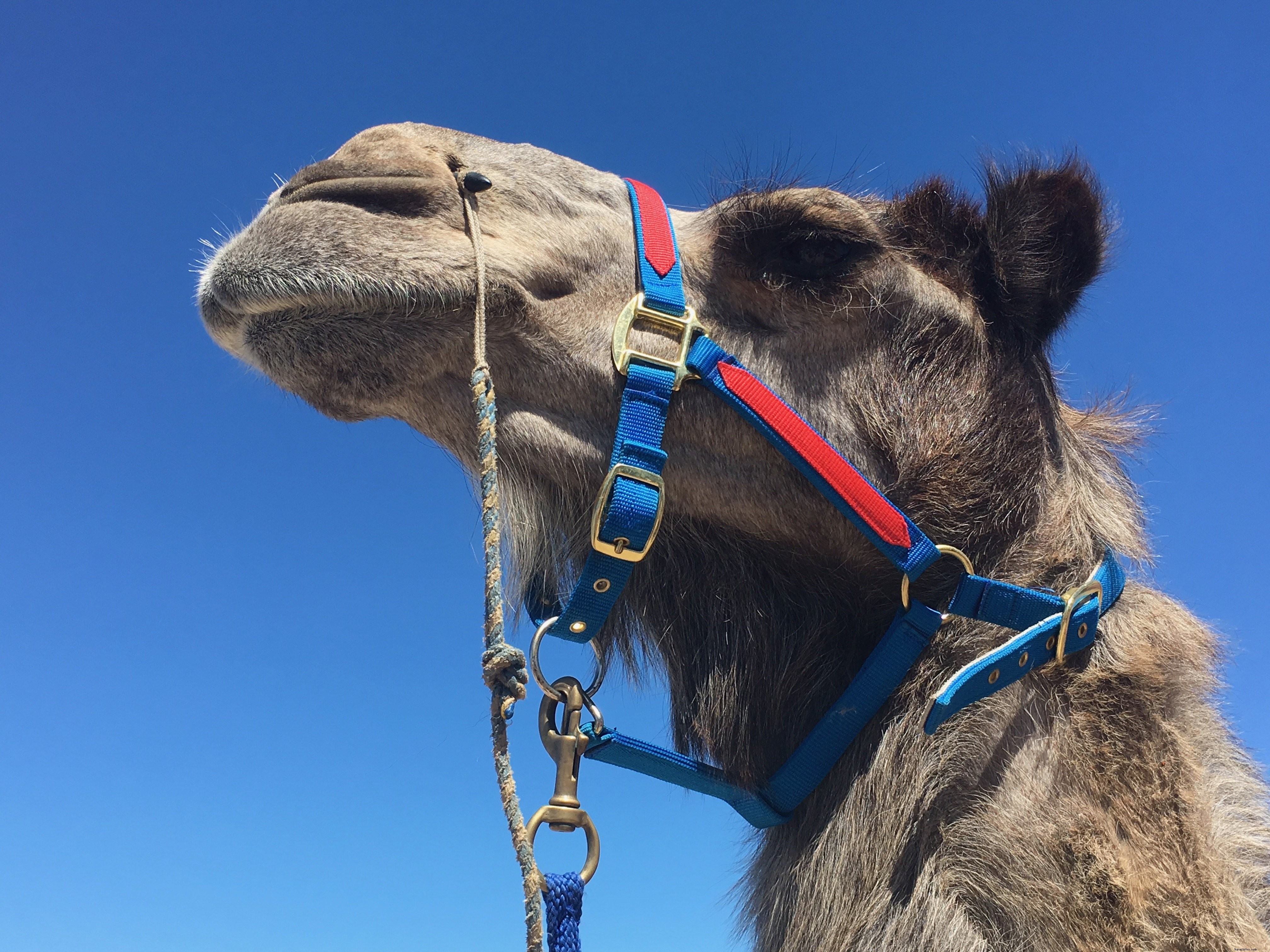 Majestic Camel in Vibrant Blue and Red Harness Under Clear Blue Skies – Stunning Photo