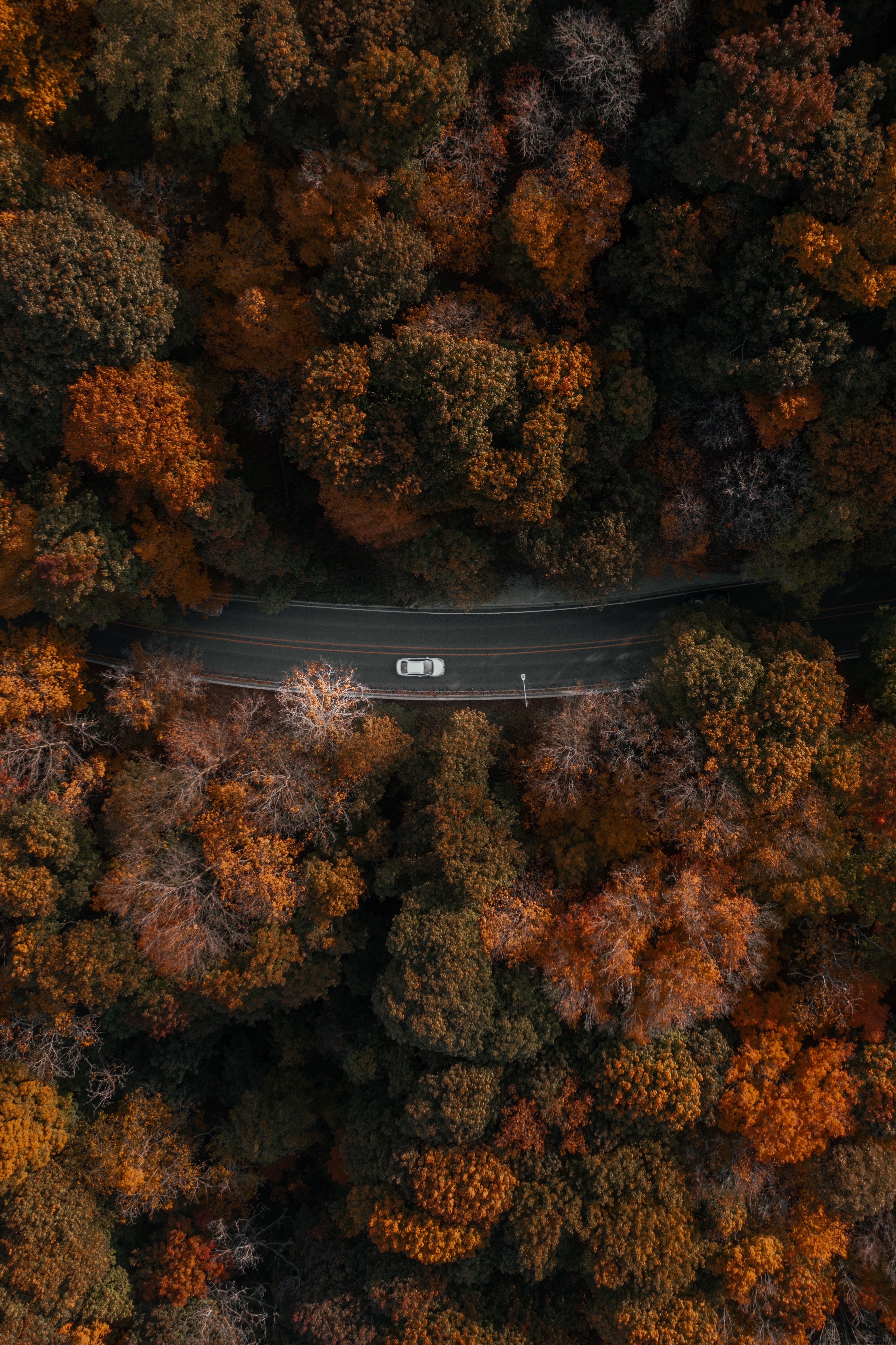 Stunning Aerial Portrait: Car Driving Through Lush Forest