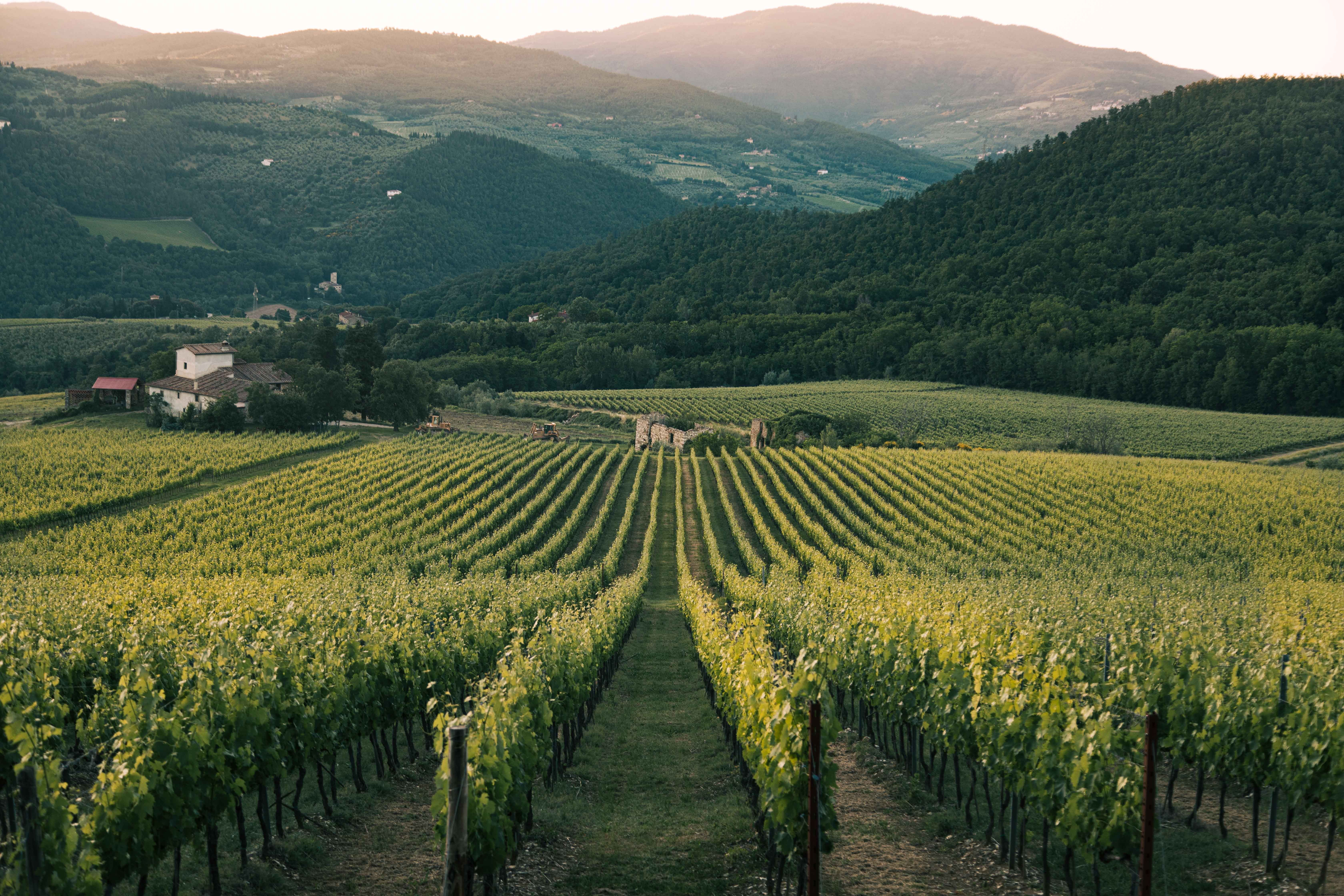 Stunning Vineyard Rows on a Sunny Day – High-Quality Landscape Photo
