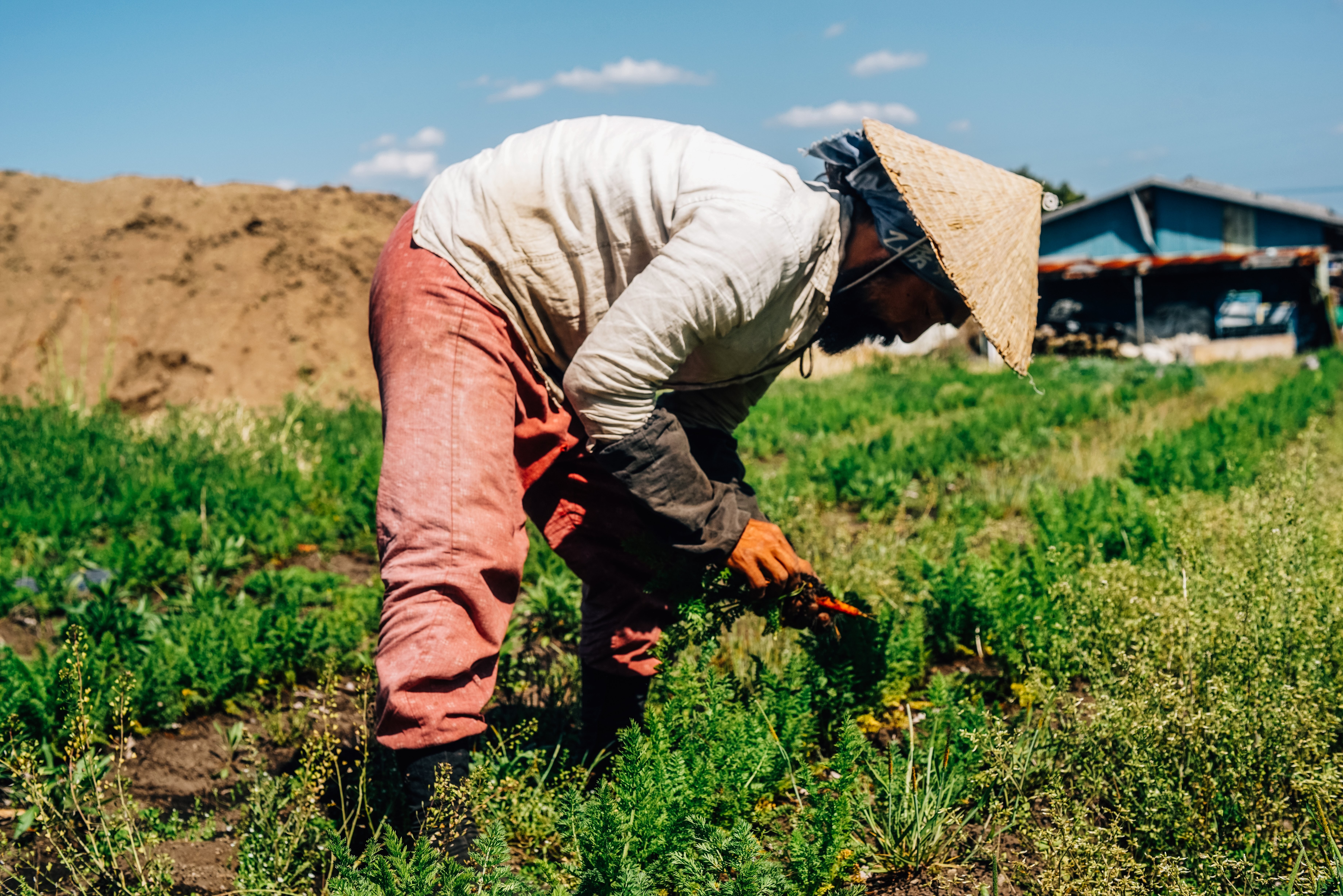 Dedicated Farmer Tending Lush Crops in the Field – Stunning Photography
