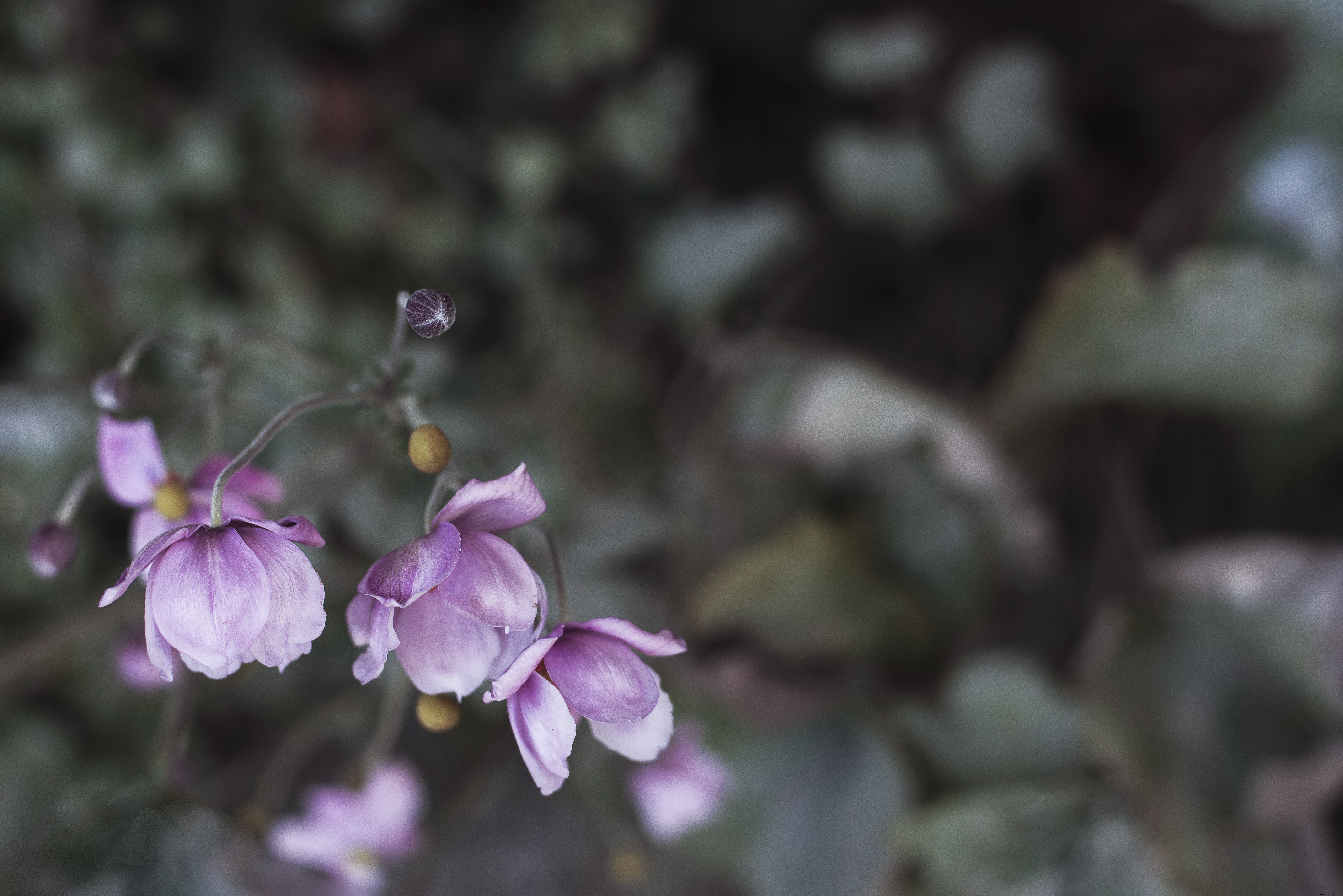 Stunning Close-Up of Vibrant Purple Perennial Flower