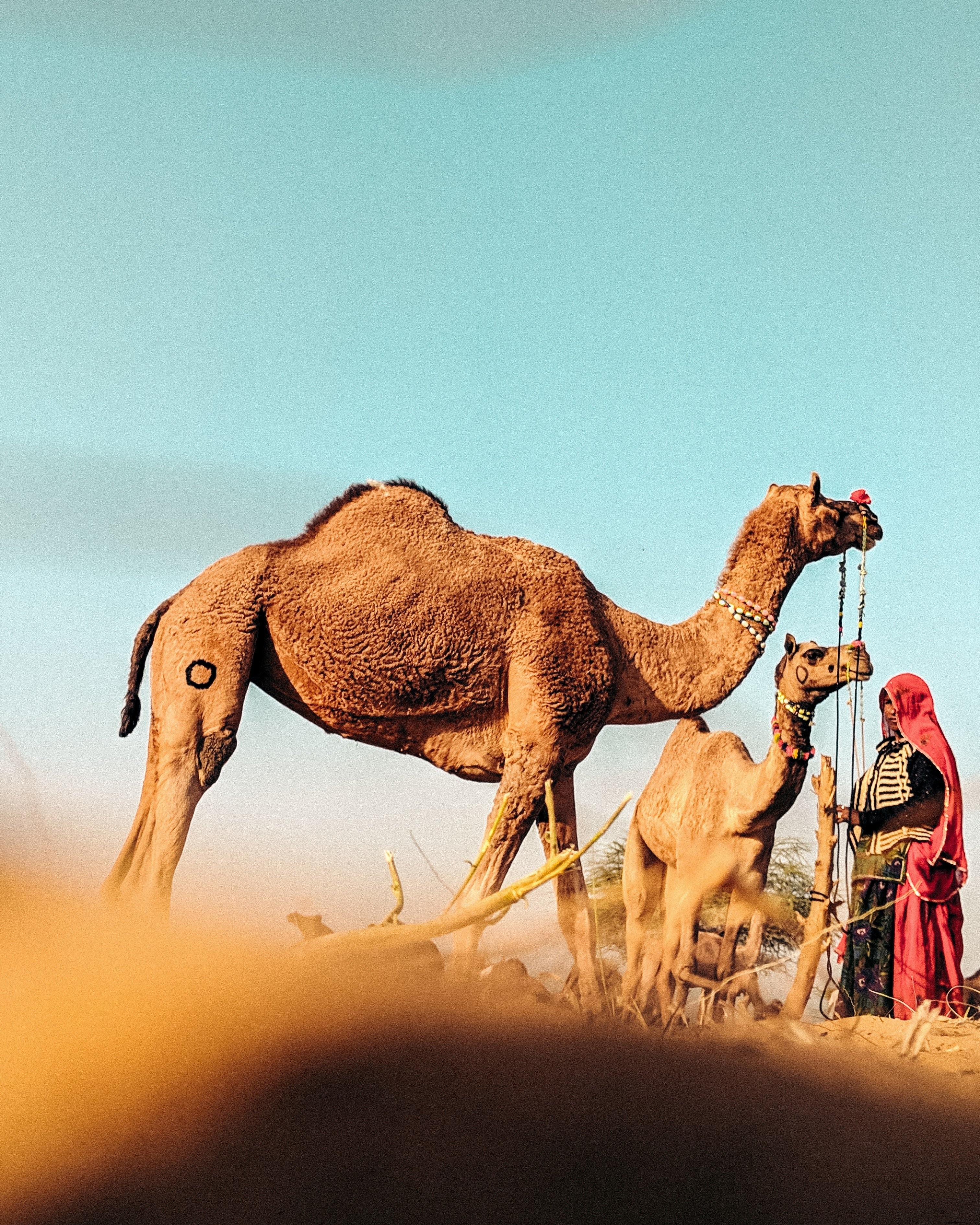 Serene Camels Resting: Stunning Desert Wildlife Photography