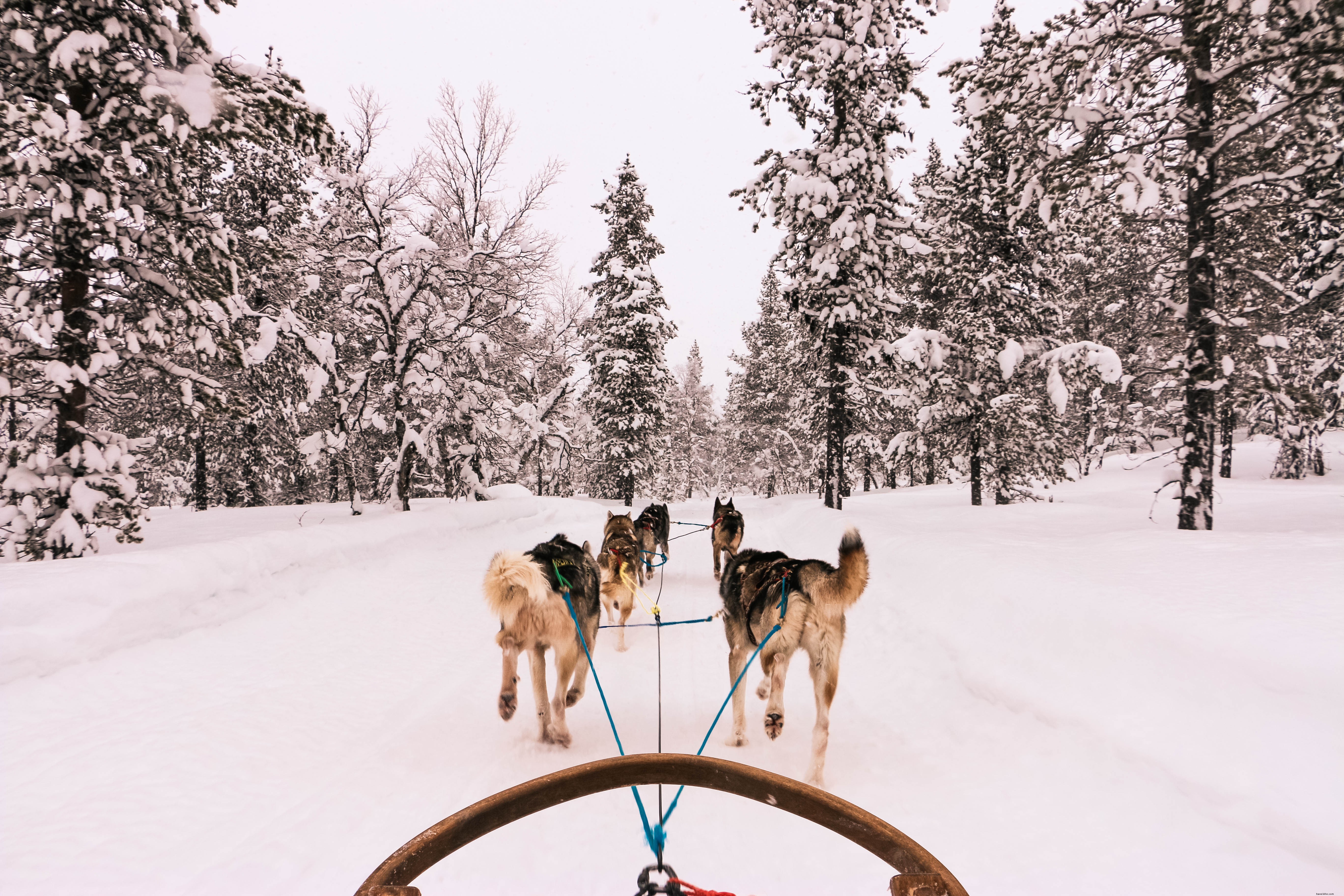 Breathtaking Winter Panorama from a Dog Sled Adventure