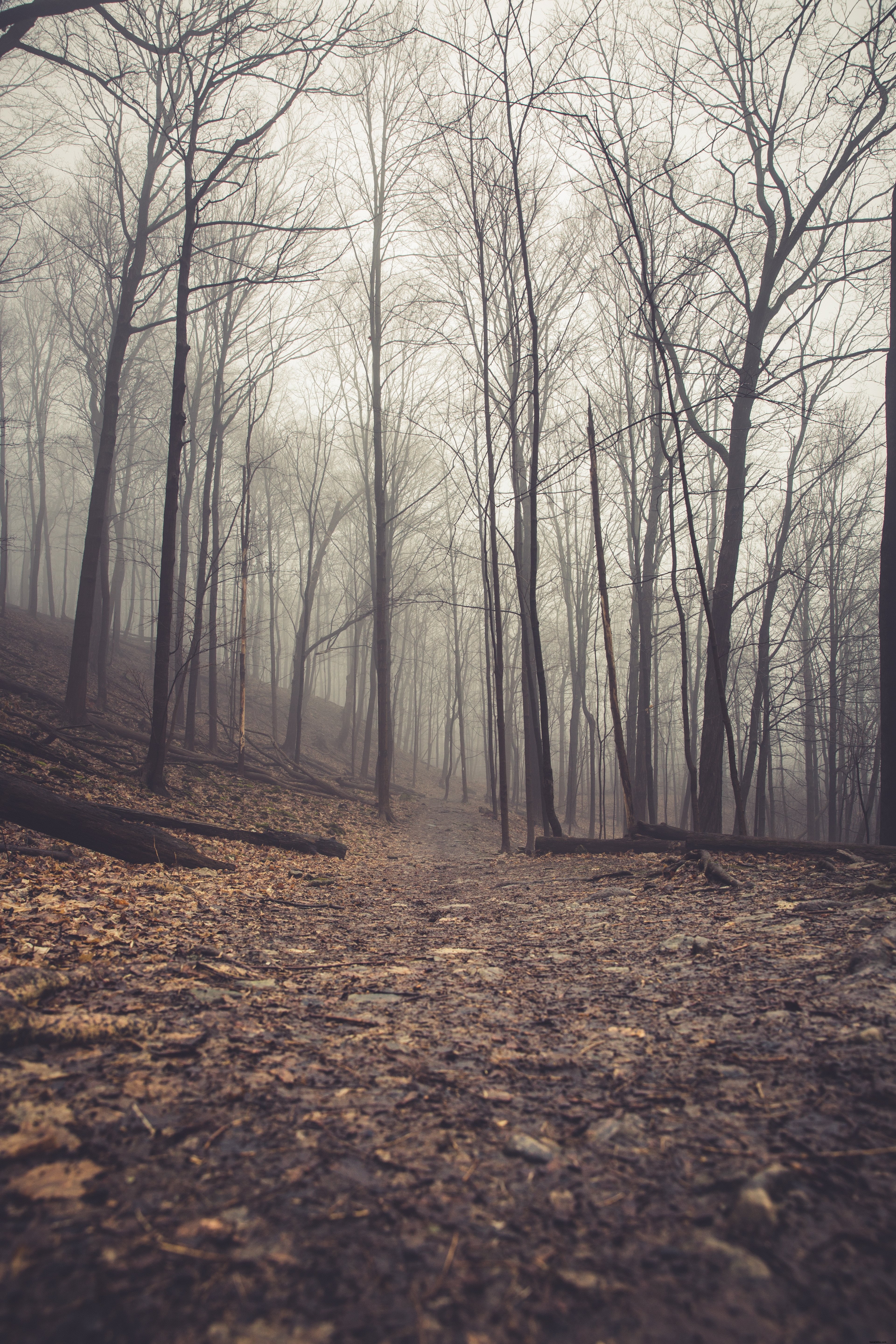 Eerie Path Leading into a Mystical Foggy Forest – Stunning Photo
