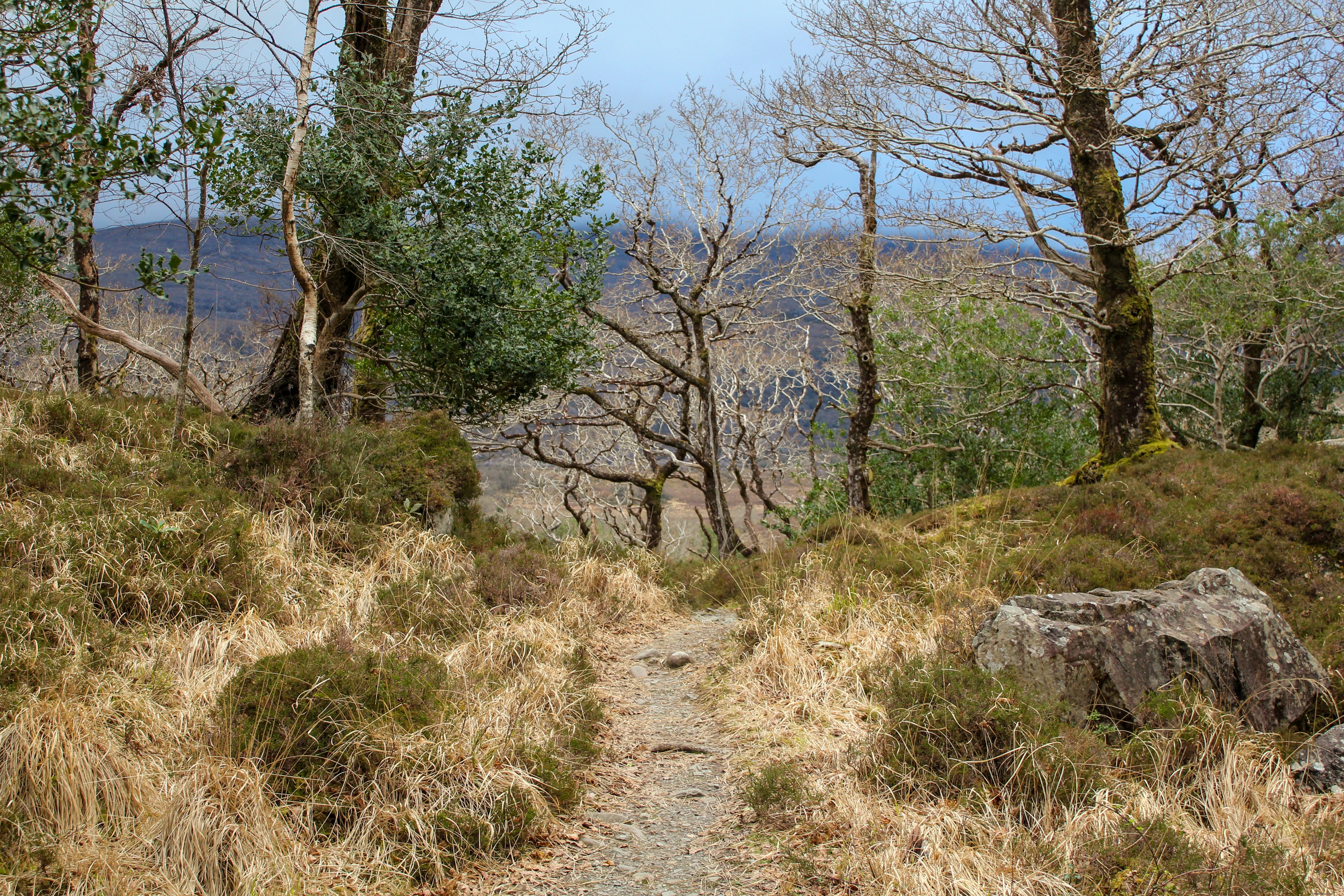 Serene Sun-Kissed Grassy Pathway Leading into Enchanted Woods – Stunning Nature Photo