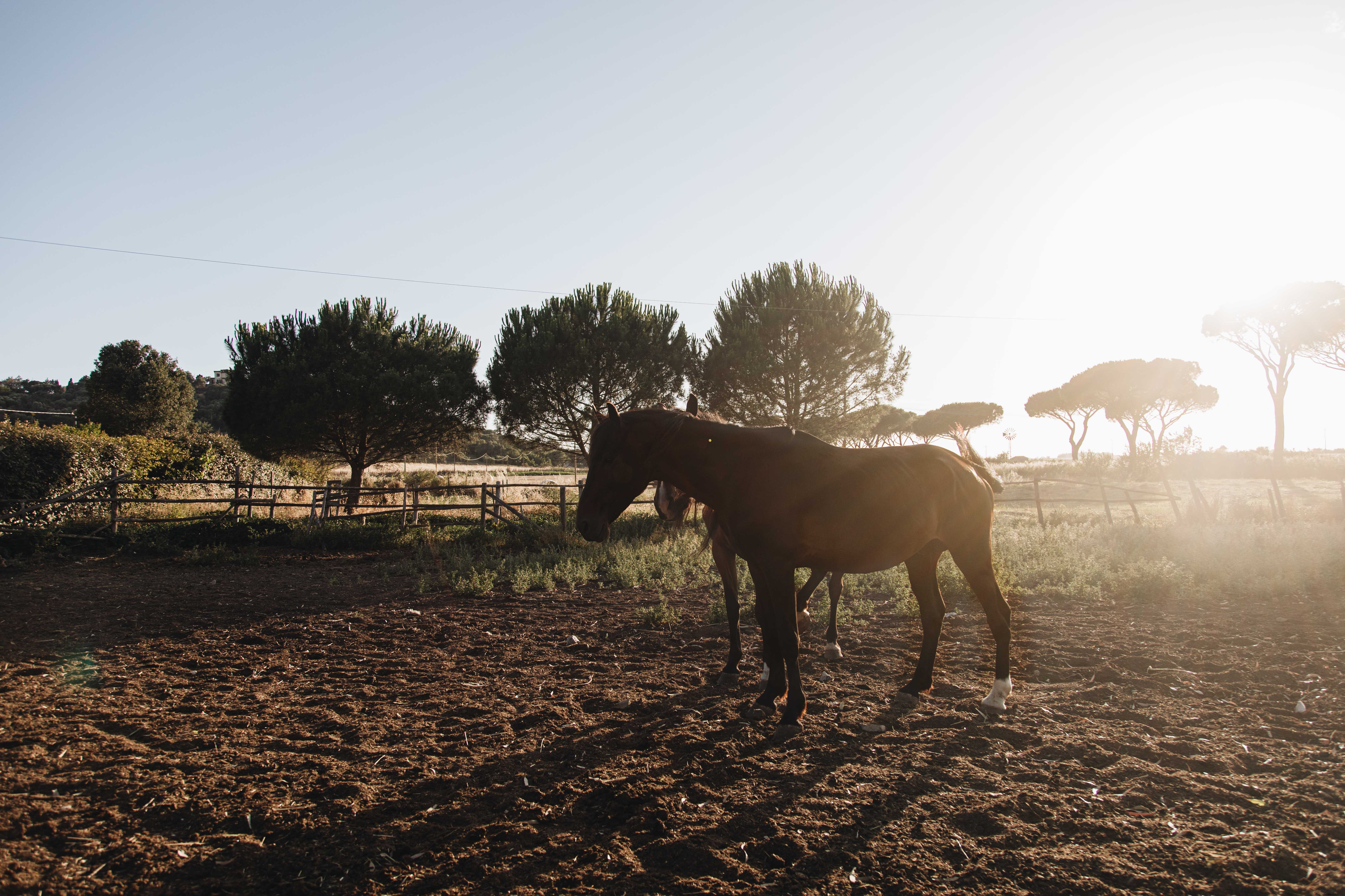 Majestic Horses Poised and Ready for the Ride: Stunning Photo