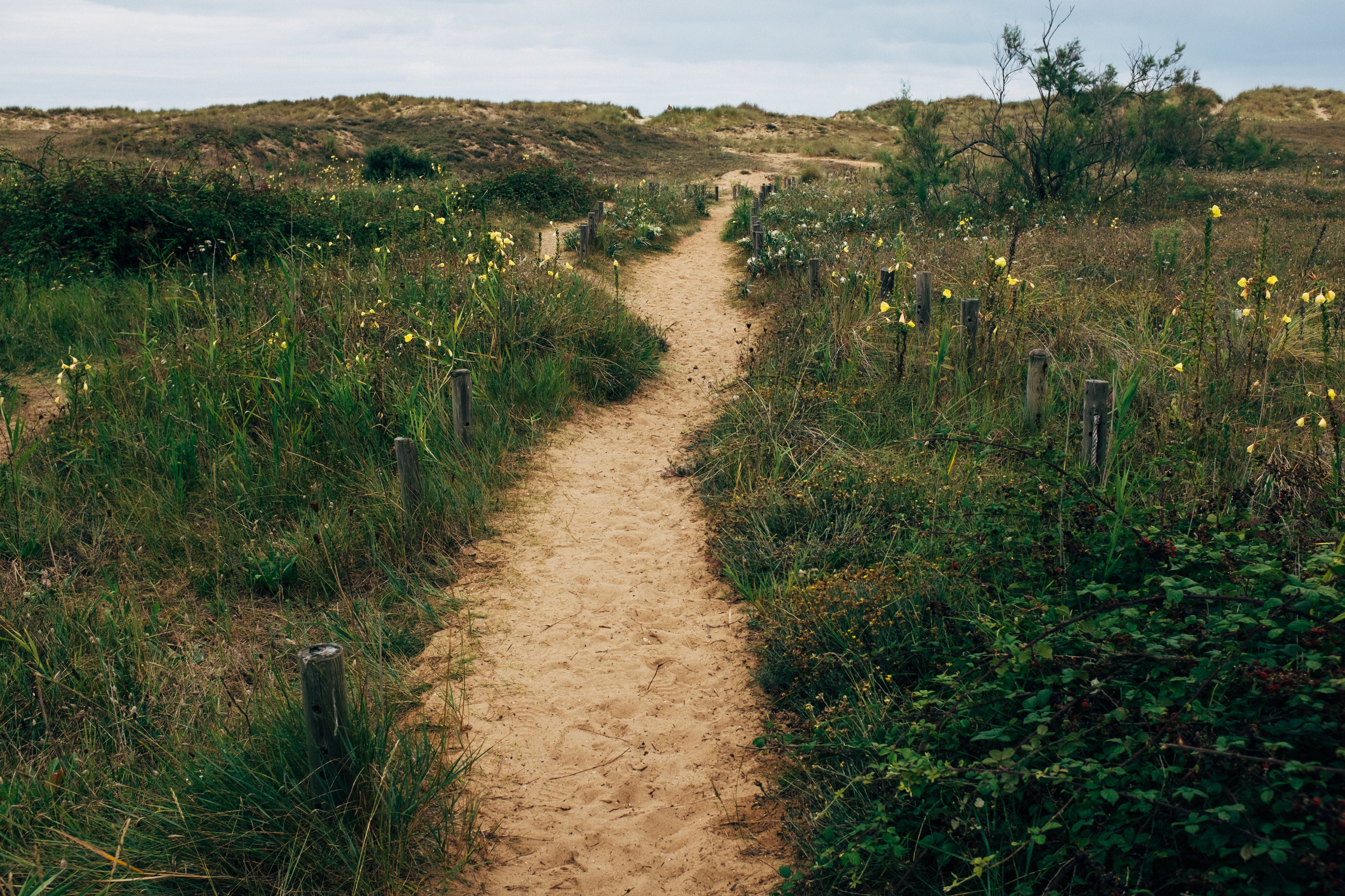 Serene Sandy Footpath Winding Through Lush Grass Fields – Stunning Landscape Photo