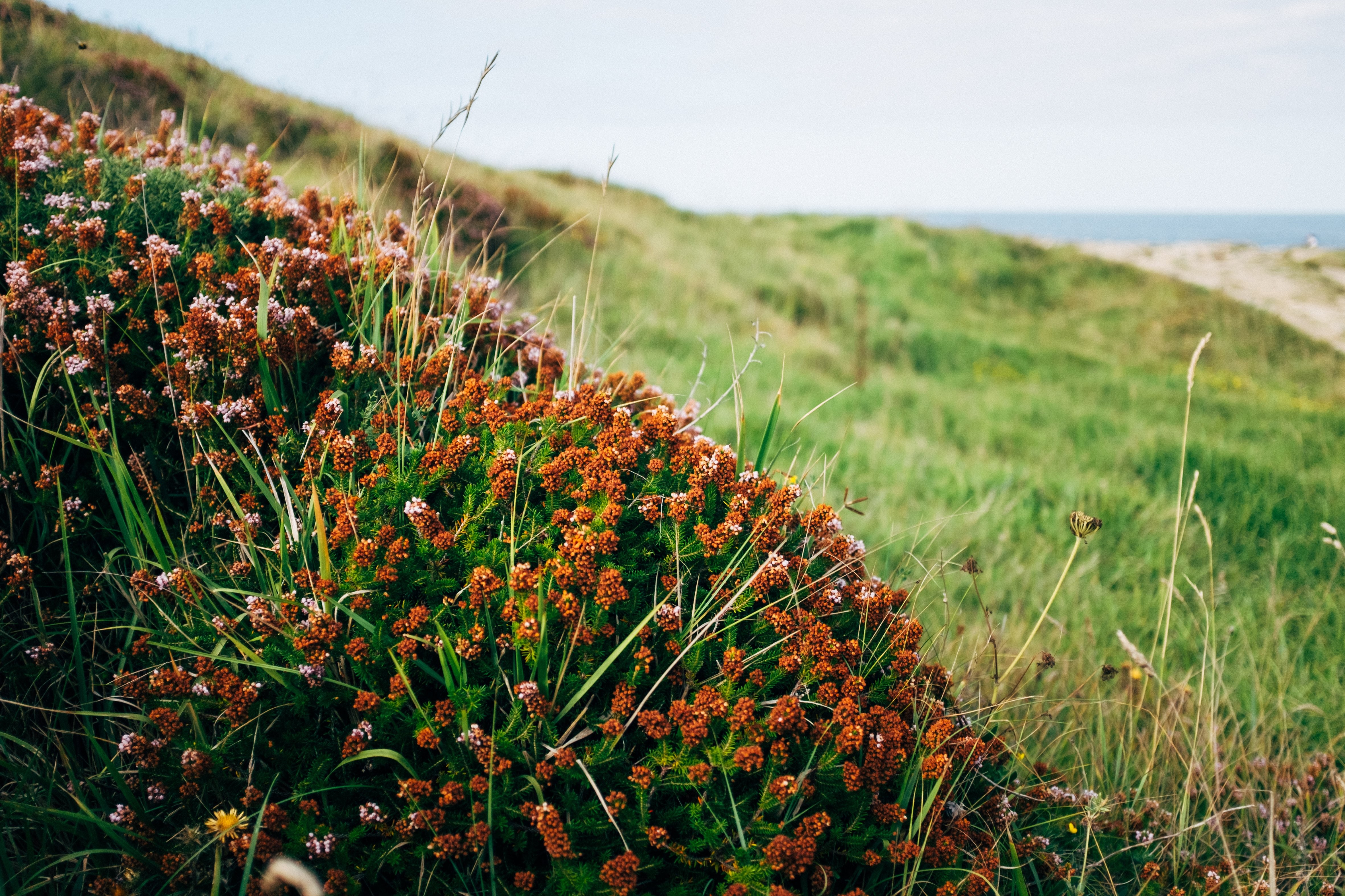 Stunning Bush of Furry Bulb Plants on a Picturesque Hillside – Nature Photography