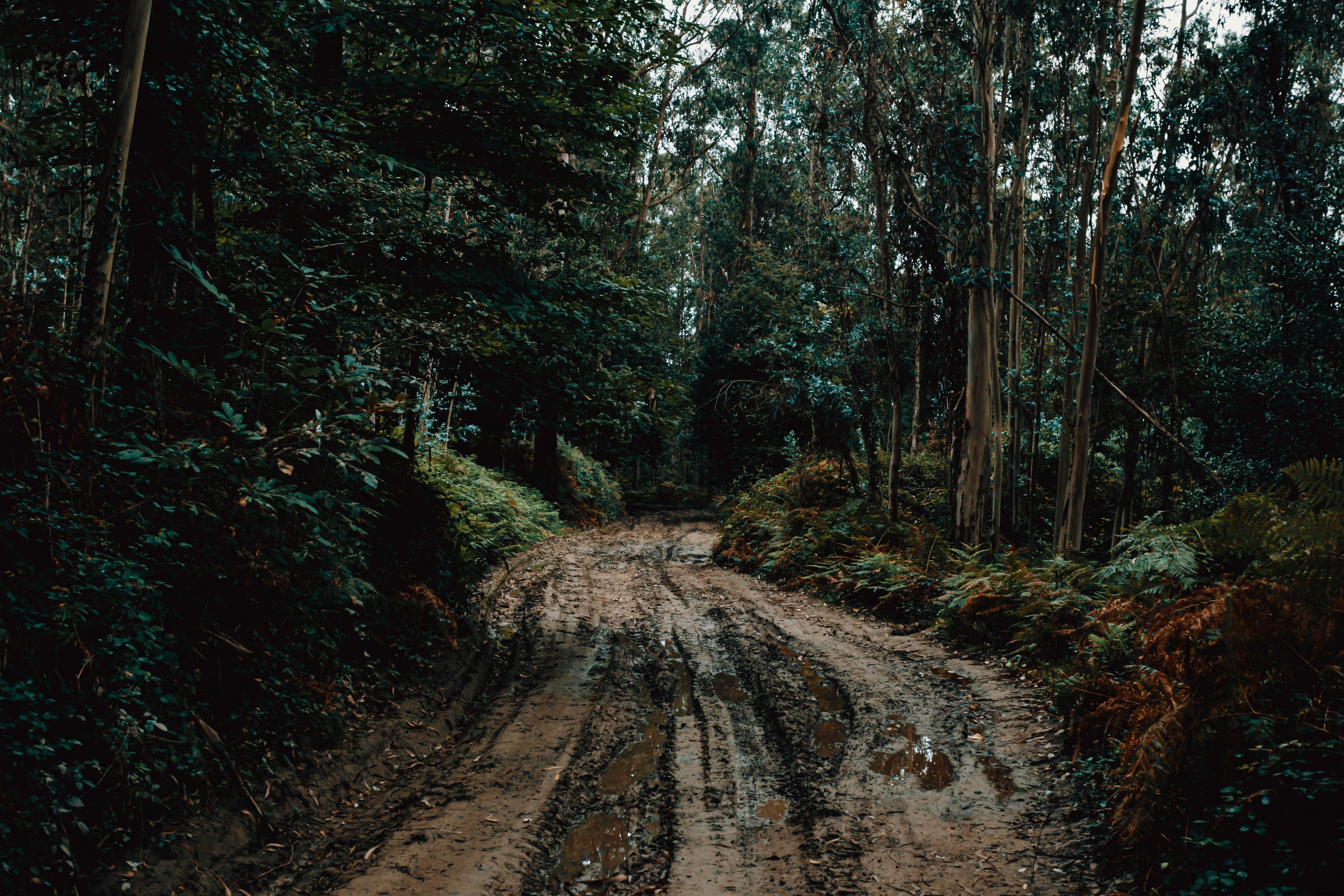 Scenic Muddy Trail Beneath Lush Tree Canopy - Stunning Nature Photo