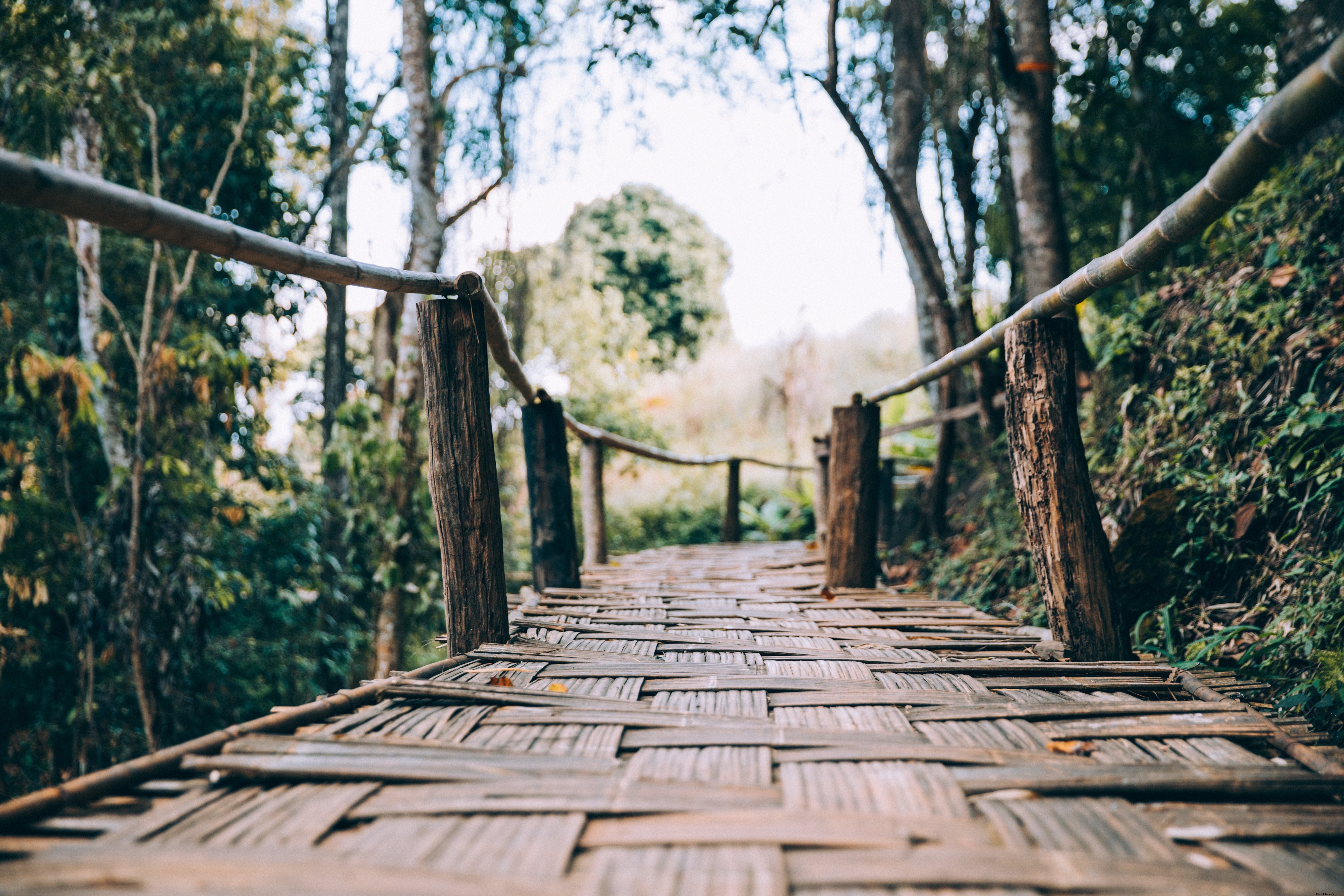 Stunning Woven Bamboo Walking Bridge Photograph