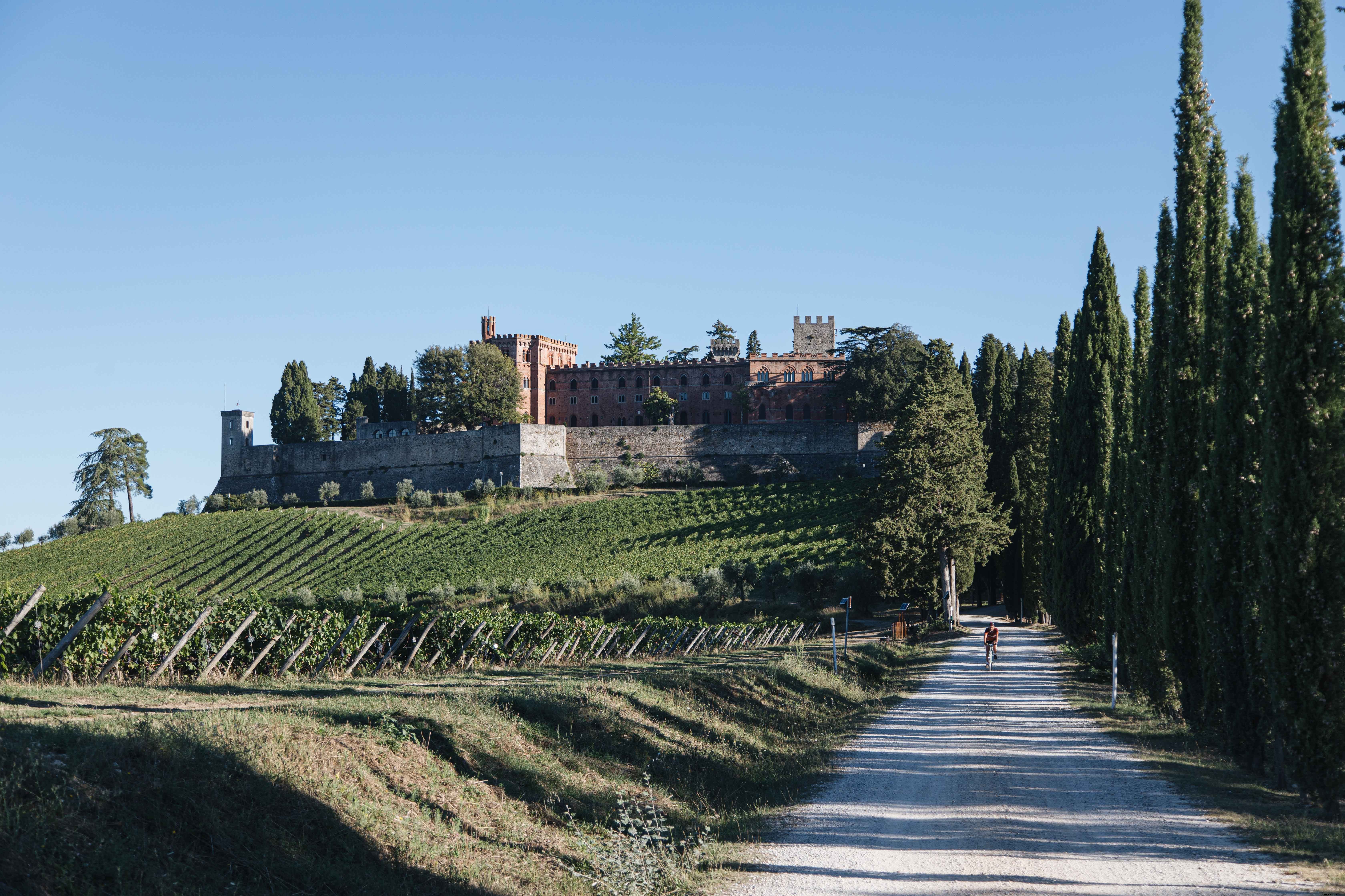 Cyclist Riding Beside Scenic Vineyard – Stunning Photography