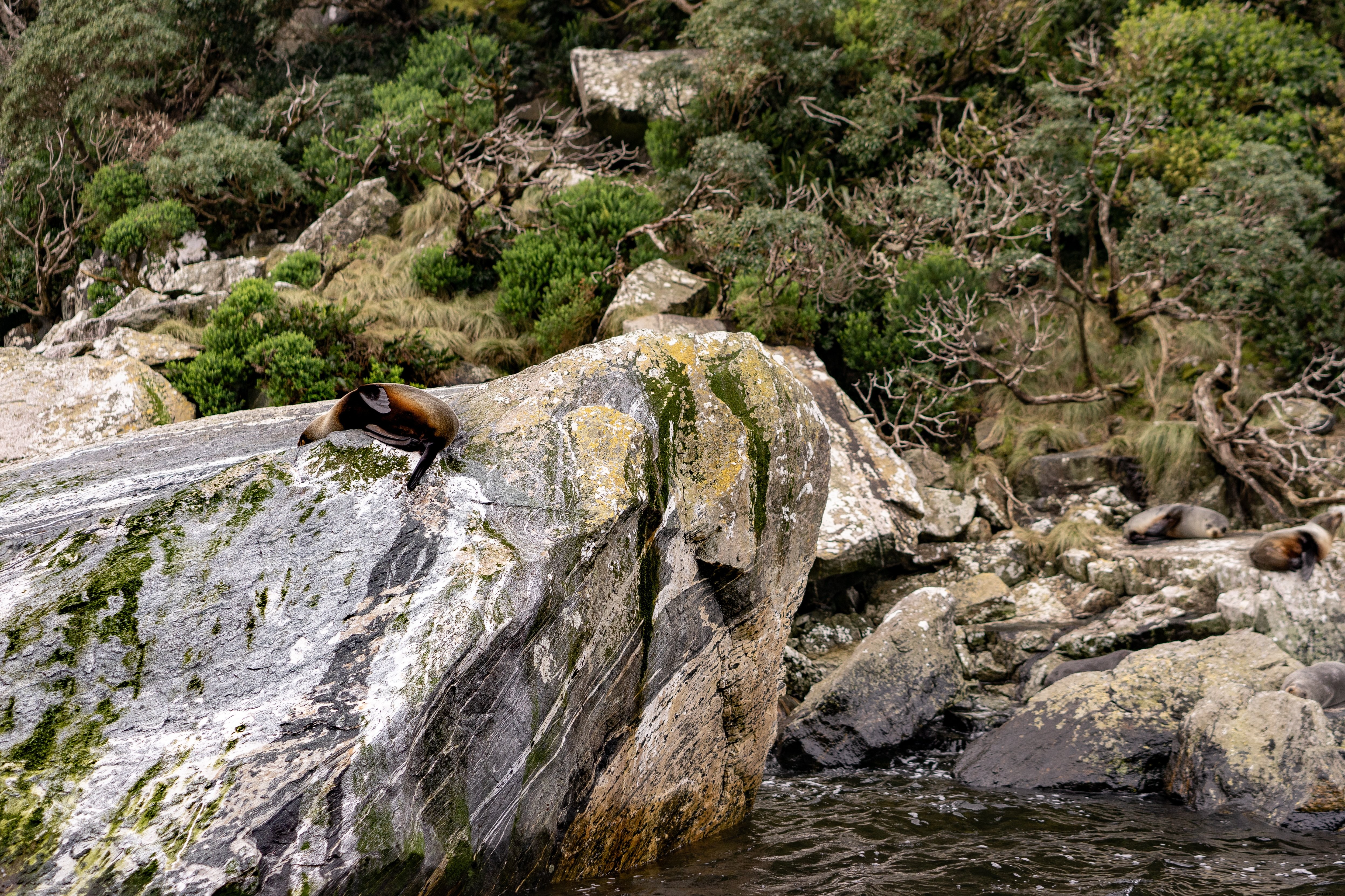 Majestic Sea Lions Resting on Rocks Above Choppy Ocean Waters – Stunning Wildlife Photo