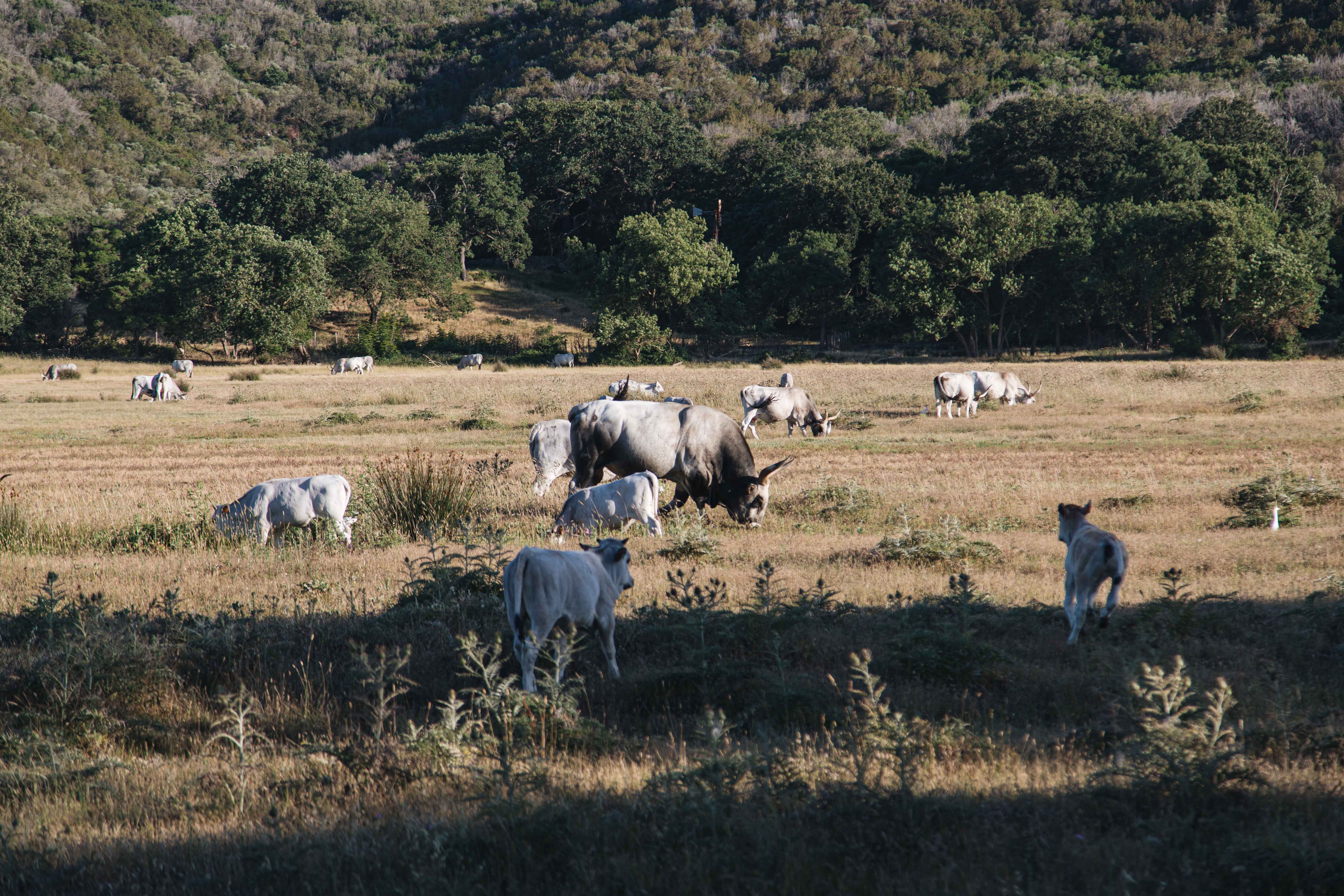 Stunning Photo: Cattle Grazing Peacefully in Rural Italy