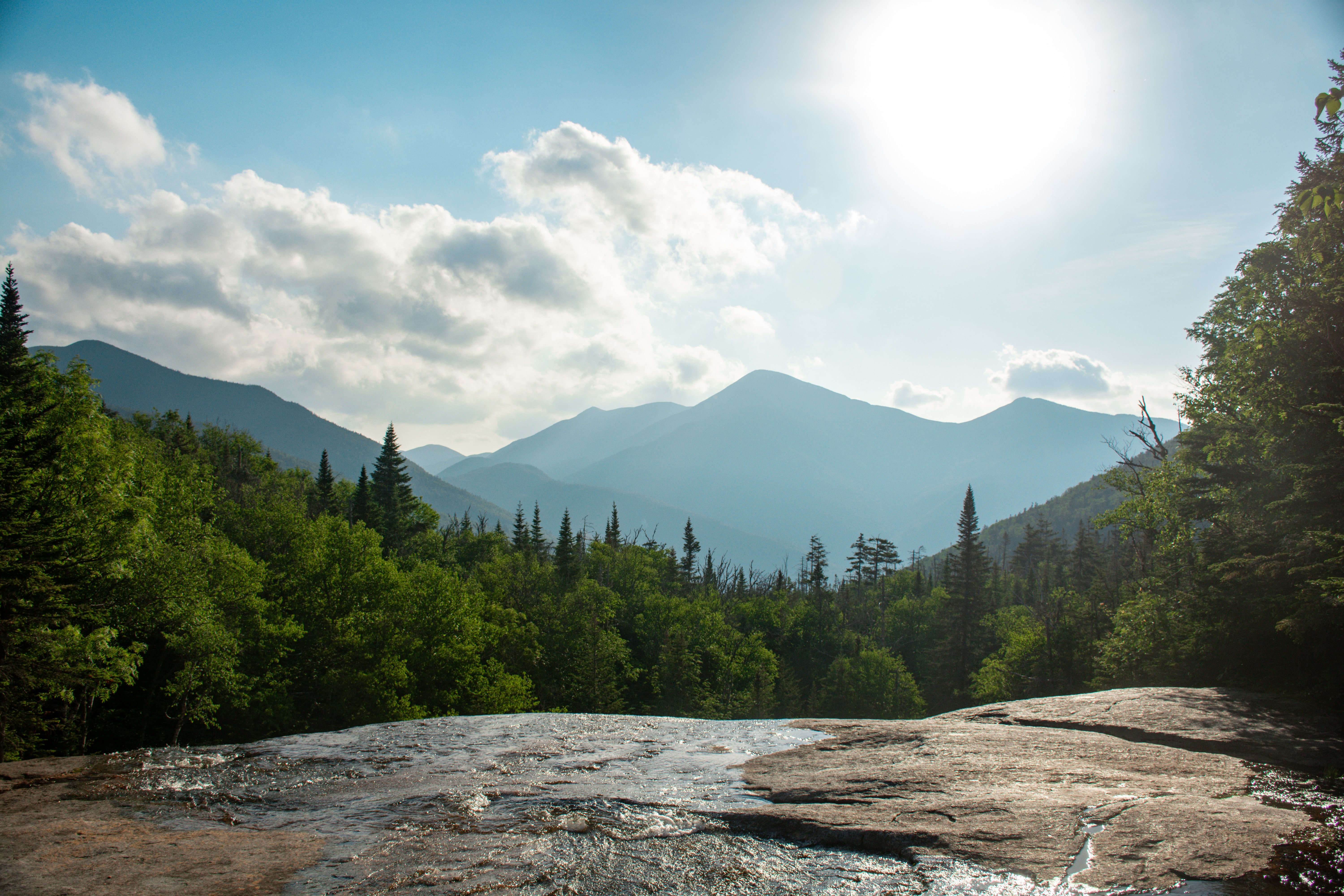 Sunlight Illuminating Lush Fern Trees on a Hilltop – Stunning Nature Photo